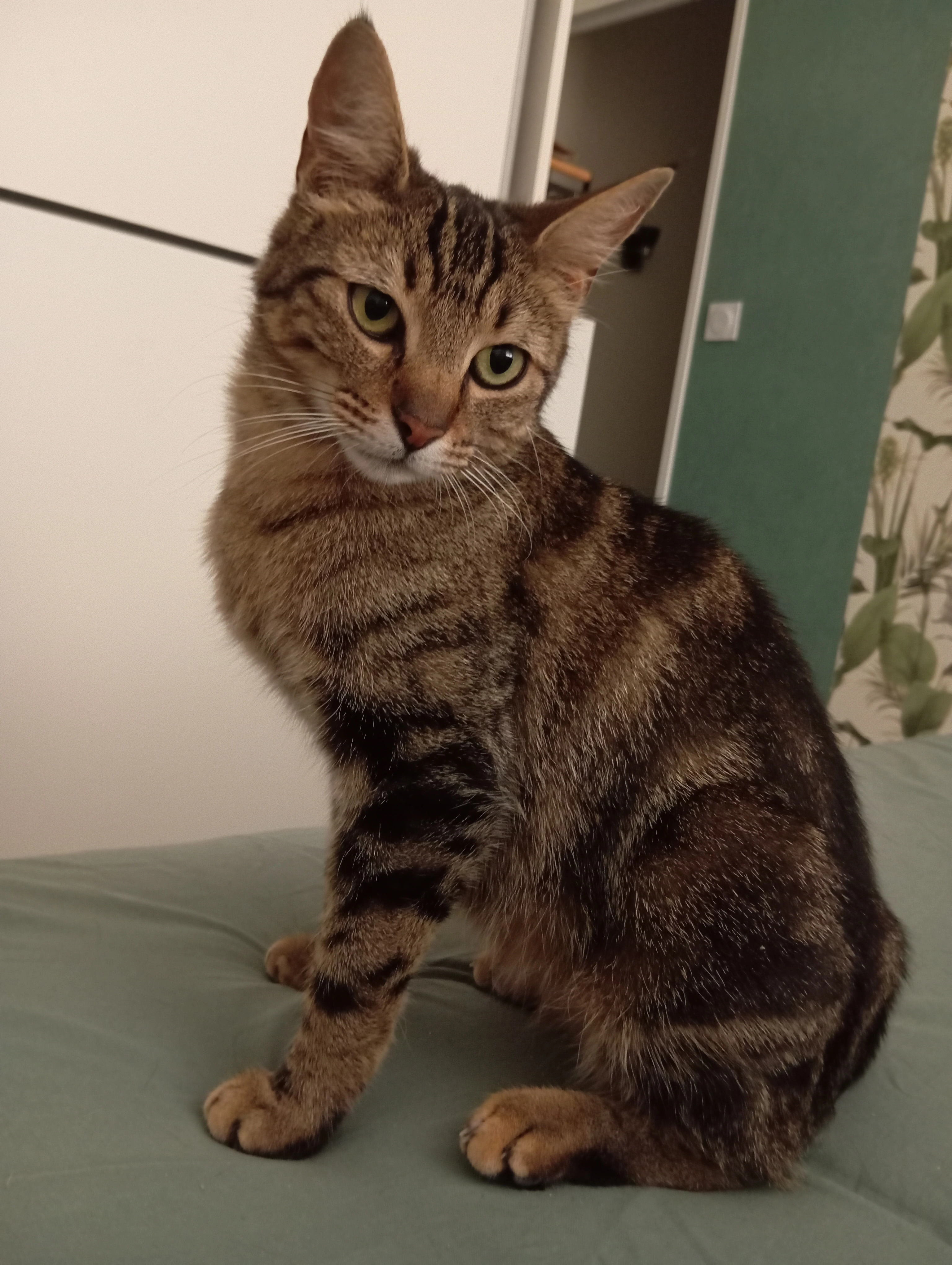 Opalys  - Rue de Coalville, Romans-sur-Isère