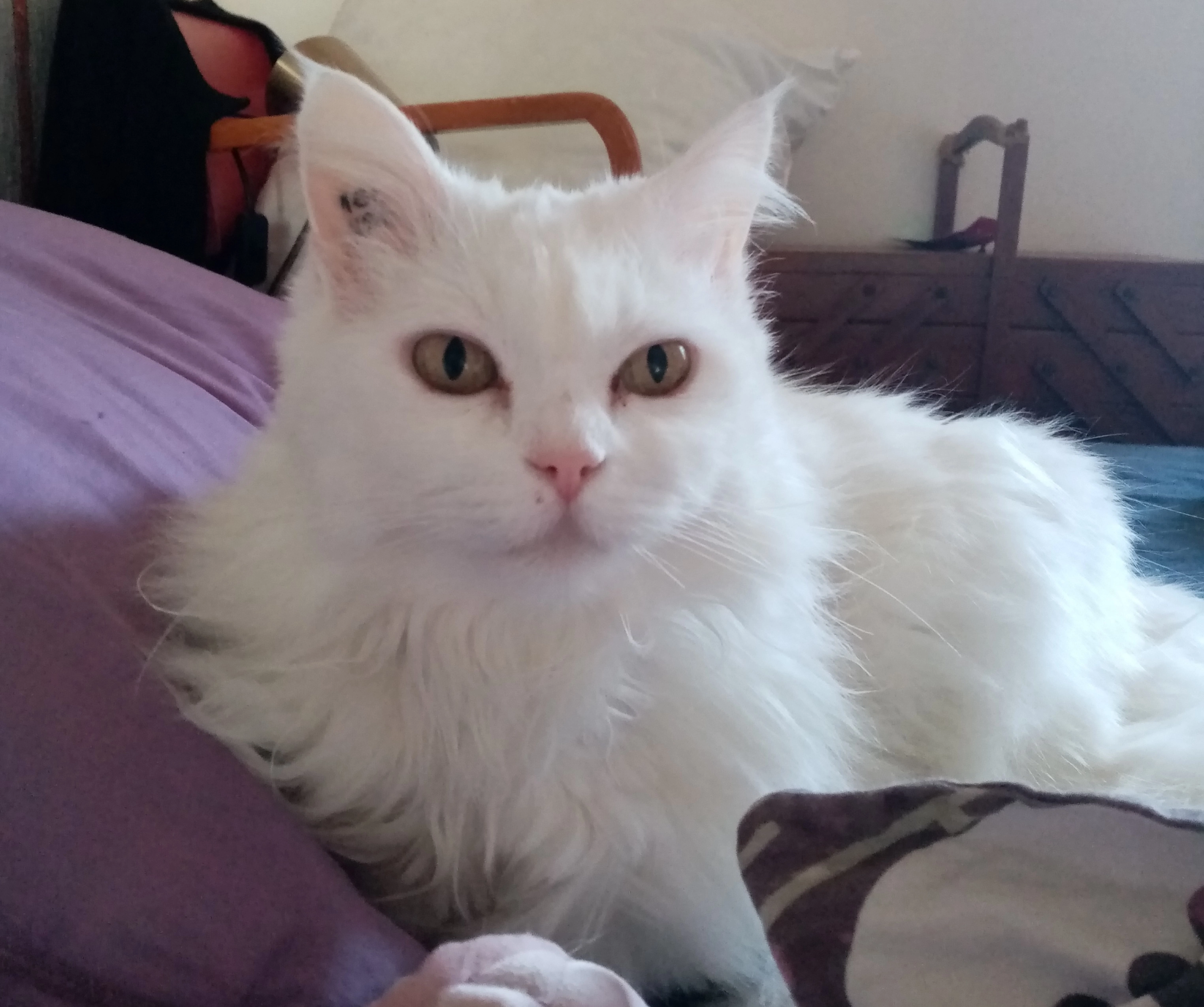 Mimi - Rue du Général Leclerc, Rezé