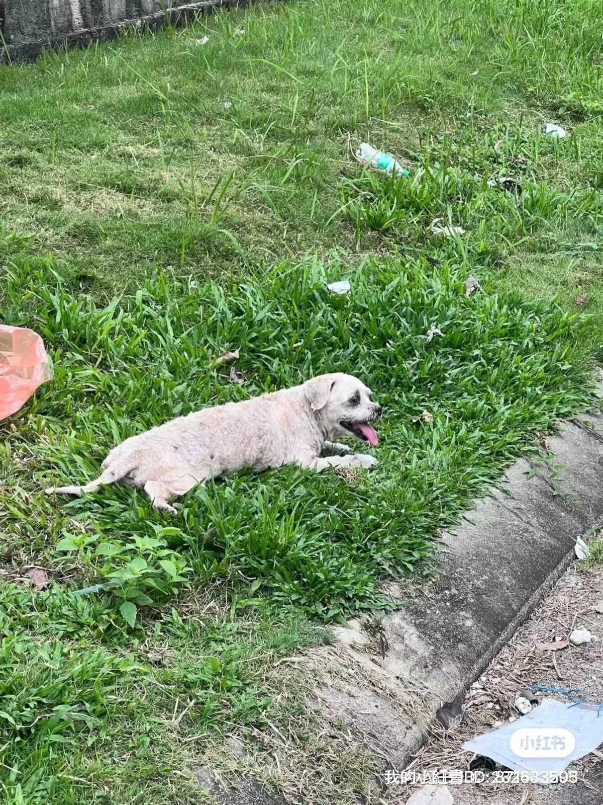 Chucky - 81750, Masai