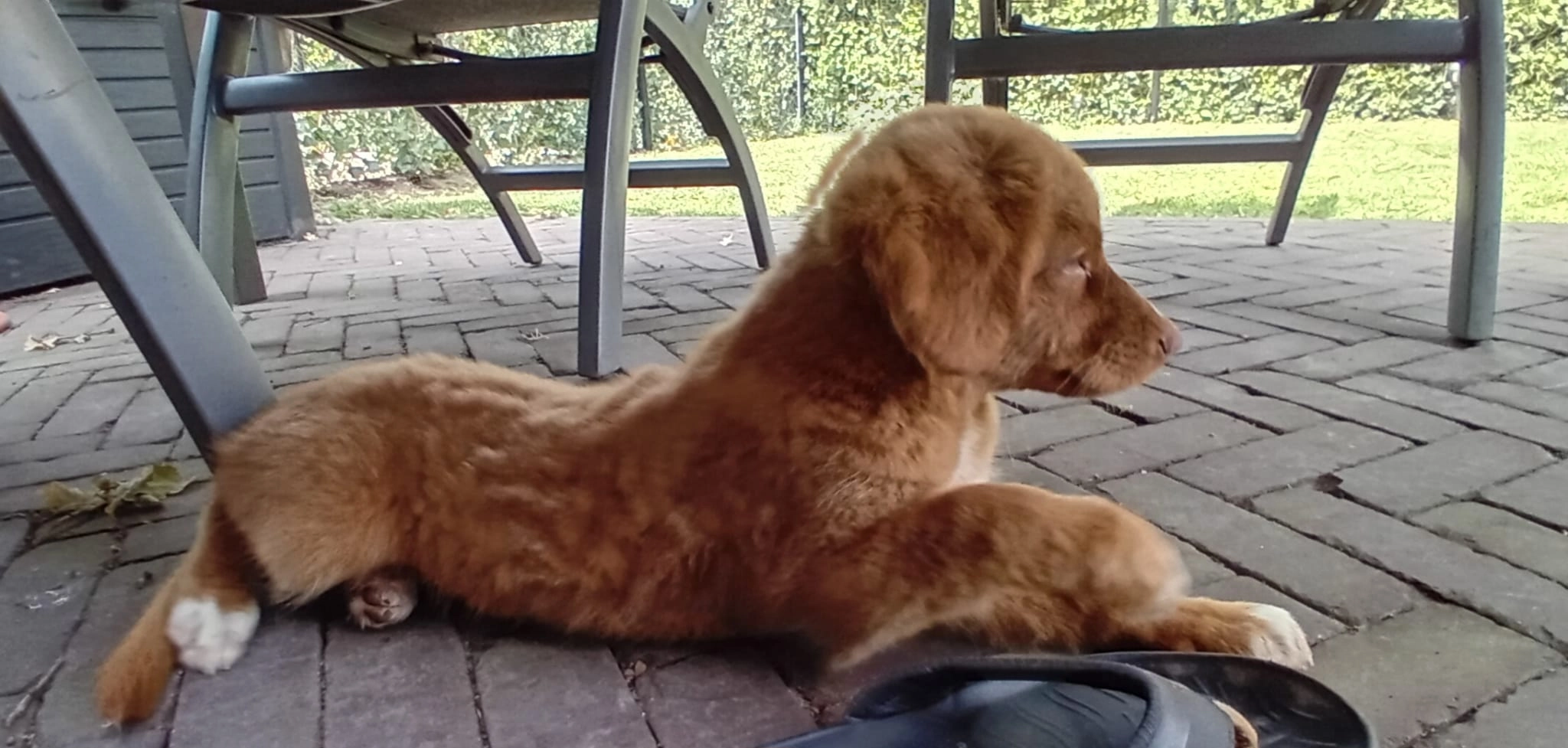 Luca - Rozenhof, Doetinchem