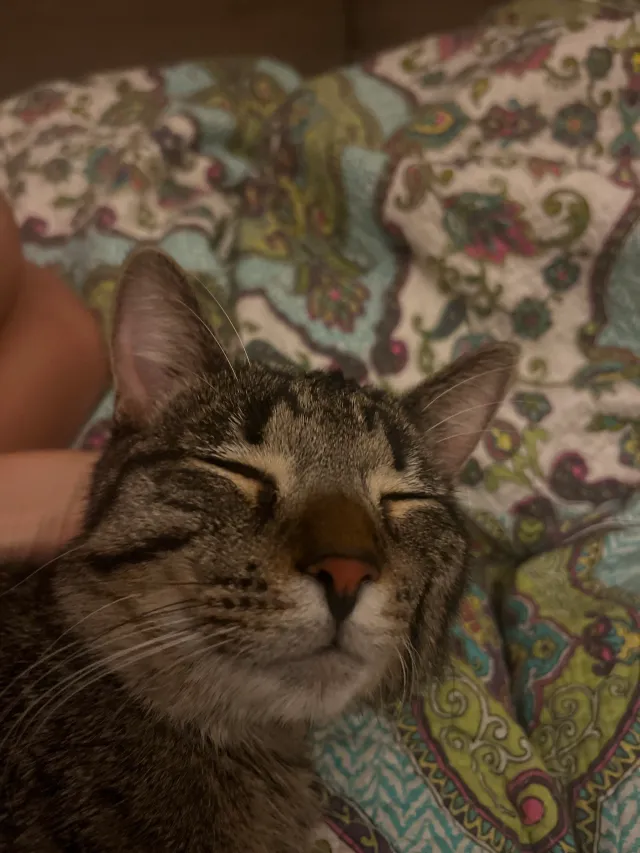 Hello Iโve recently found a cat - Tecumseh Road West, Windsor