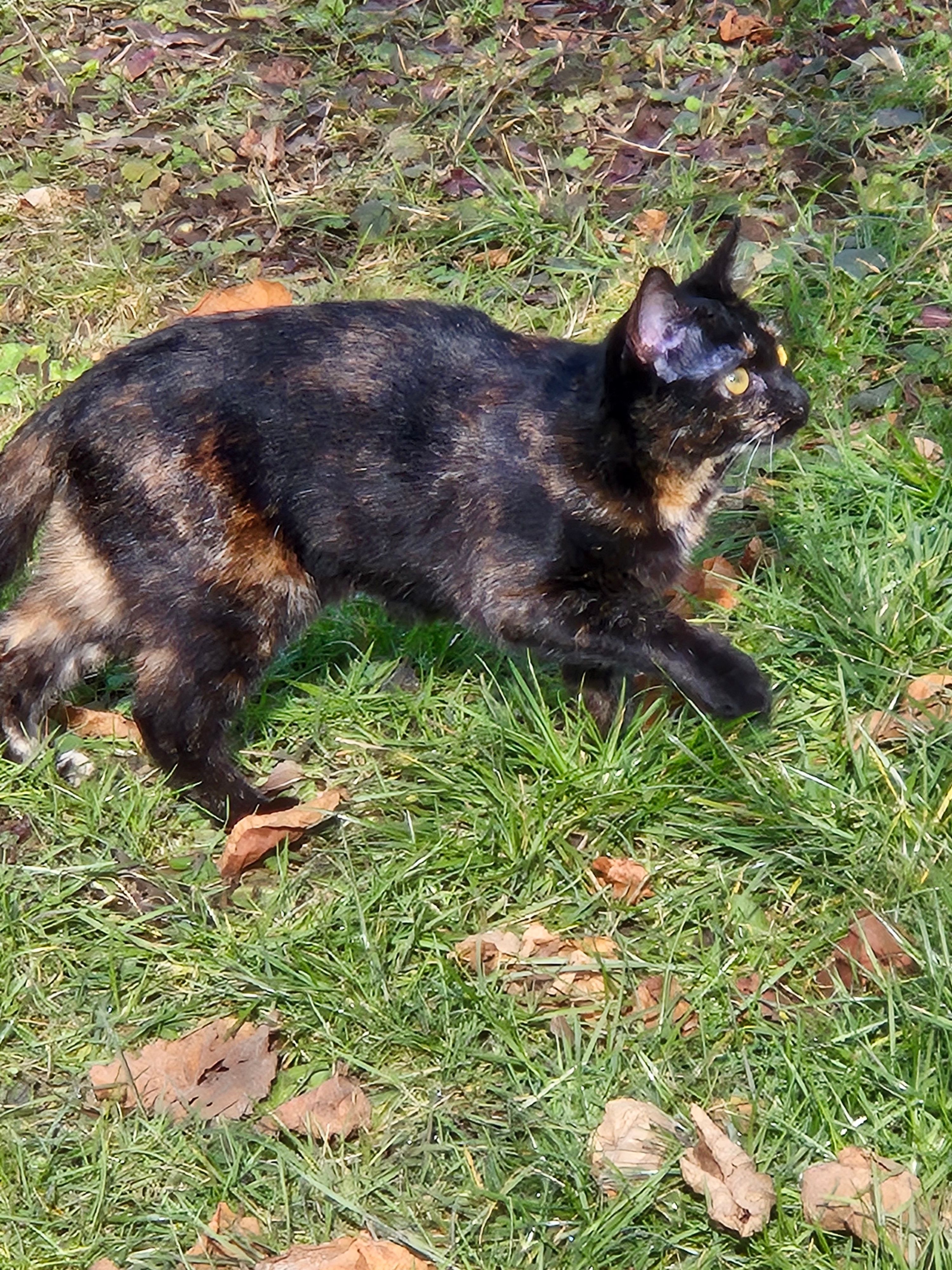 Pebbles  - Kantstraße, Bad König