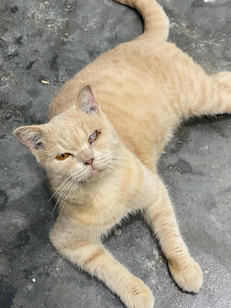 mochi - 34300, Bagan Serai