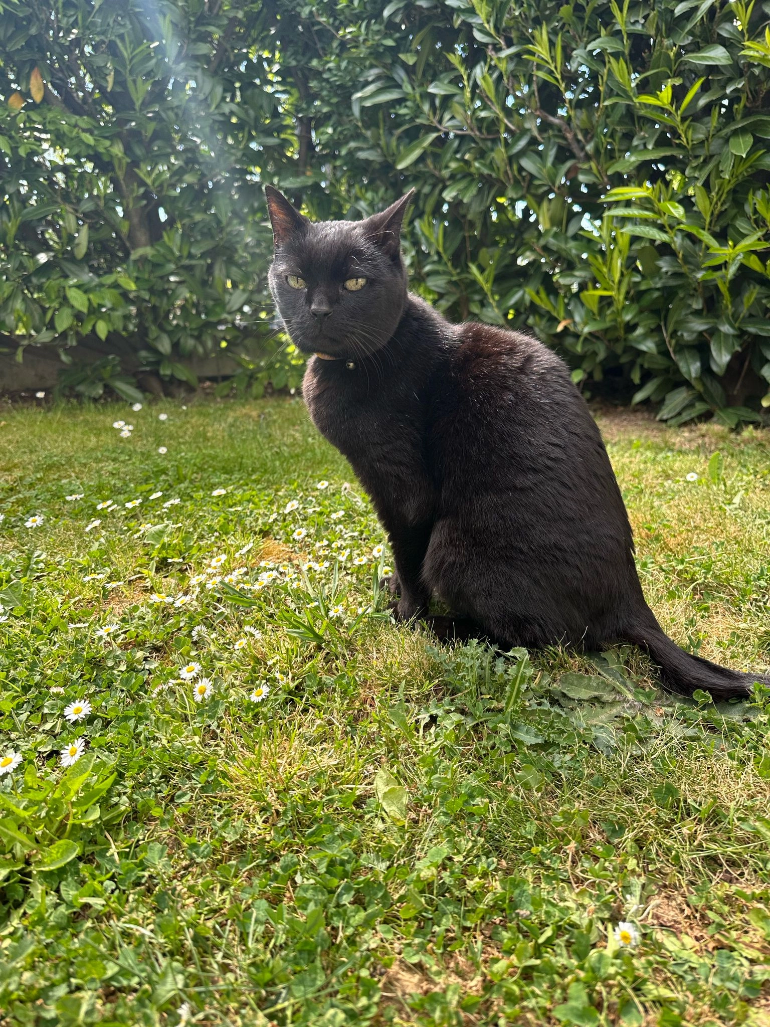 Kitsia - Rue Paul Fort, Vélizy-Villacoublay