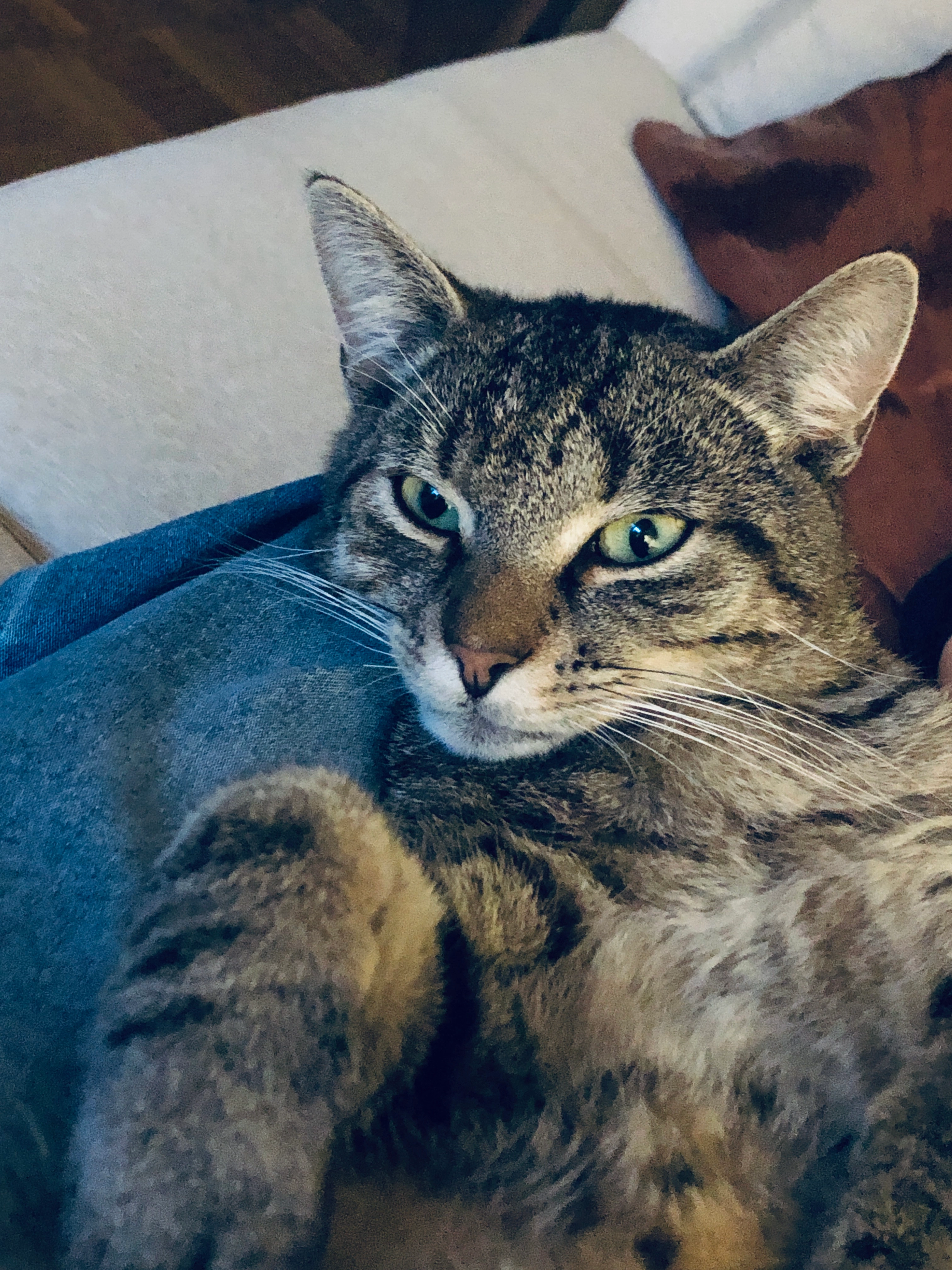 Django - Martin-Bucer-Straße, Kehl