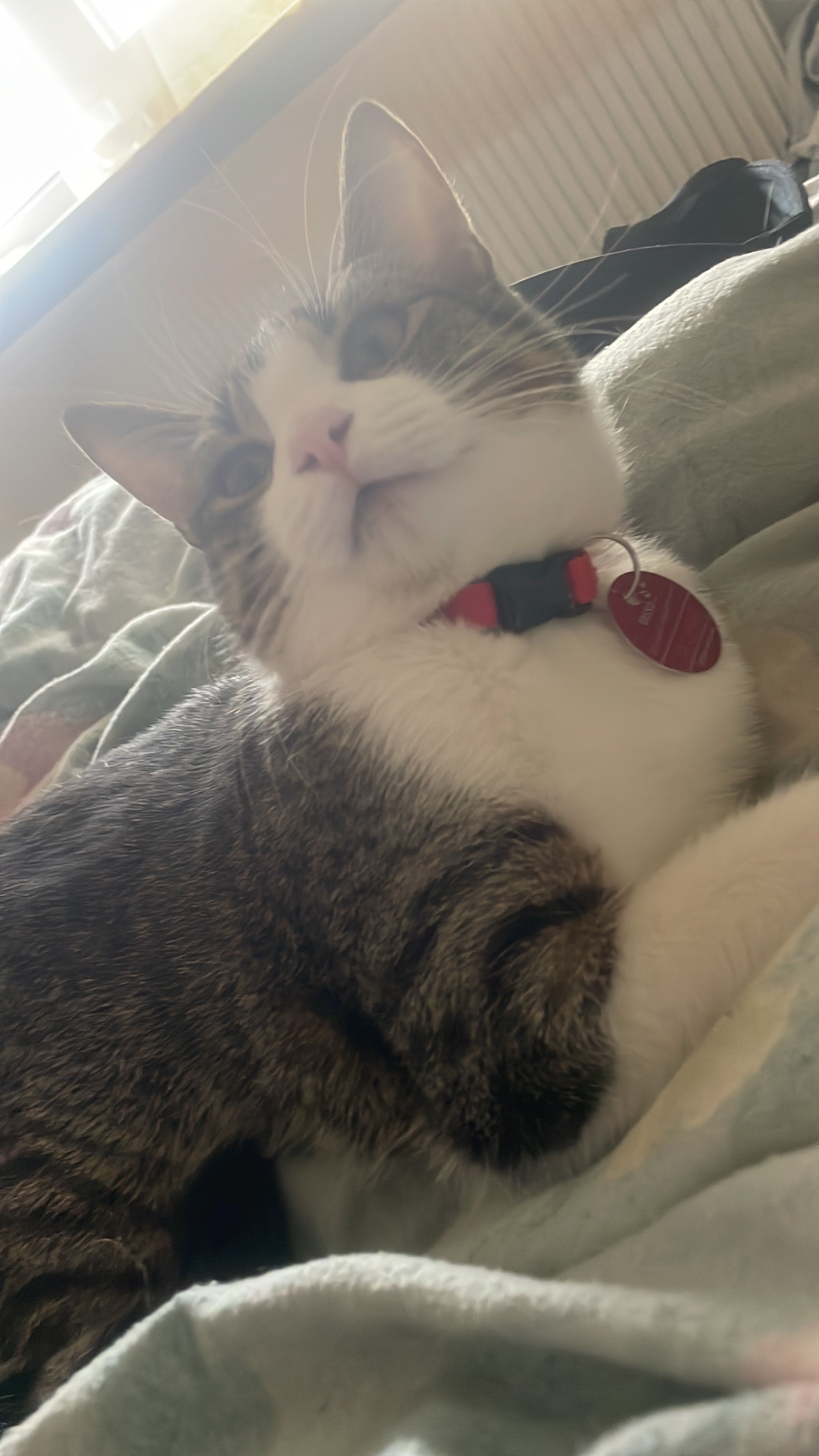 Sheila - Schulstraße, Beltheim