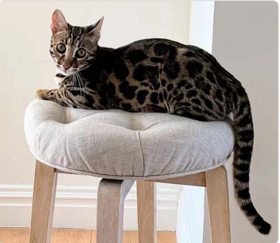 Gatsby - Via Sandro Gallo, Venice