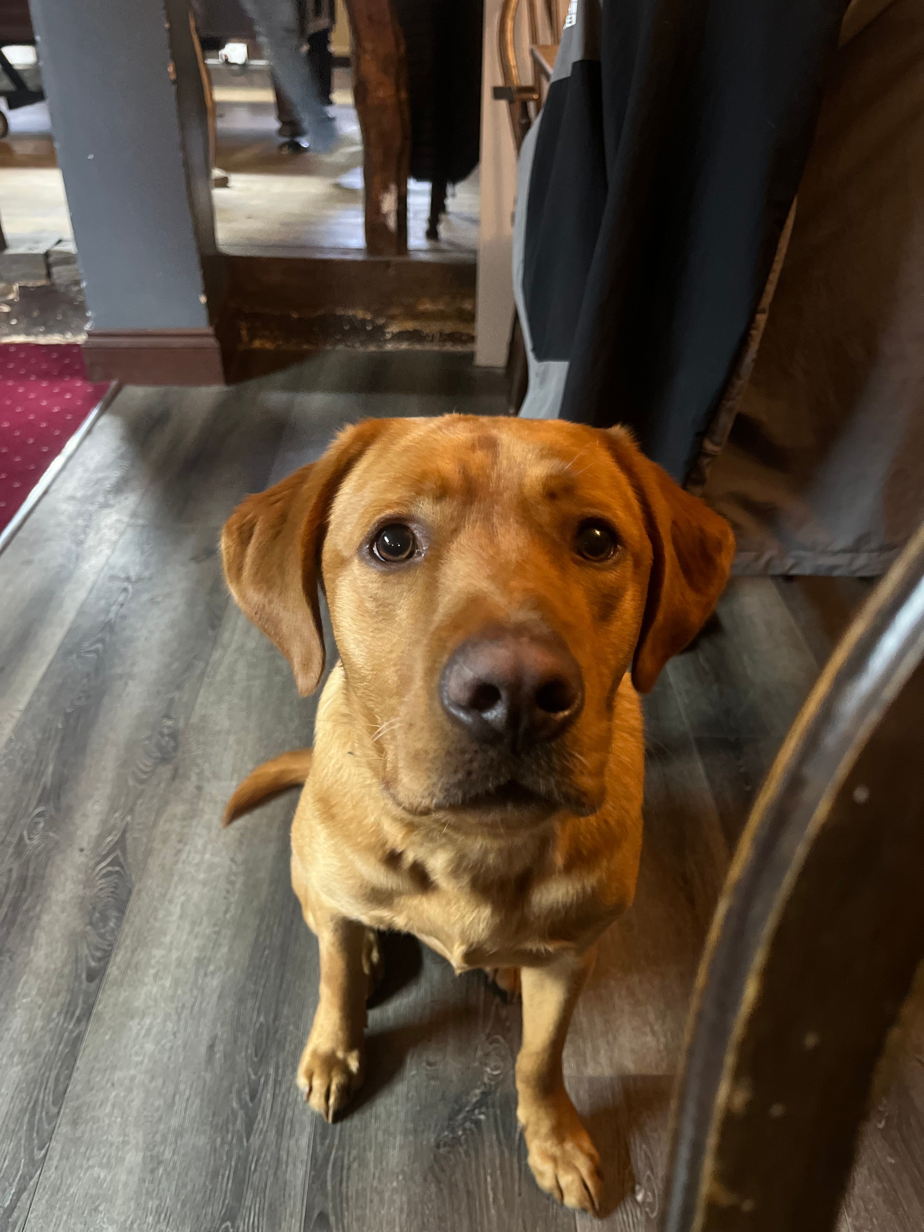 Rex  - Nethergate Street, Diss