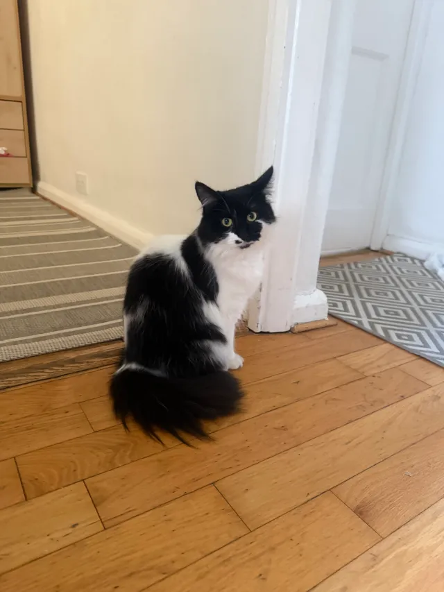 Misi - HA7 4, Stanmore