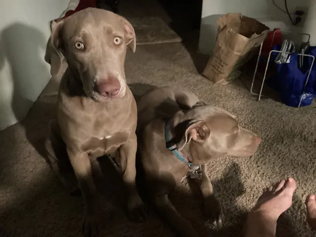 Mia and caviar - Crest Drive, Spring Valley
