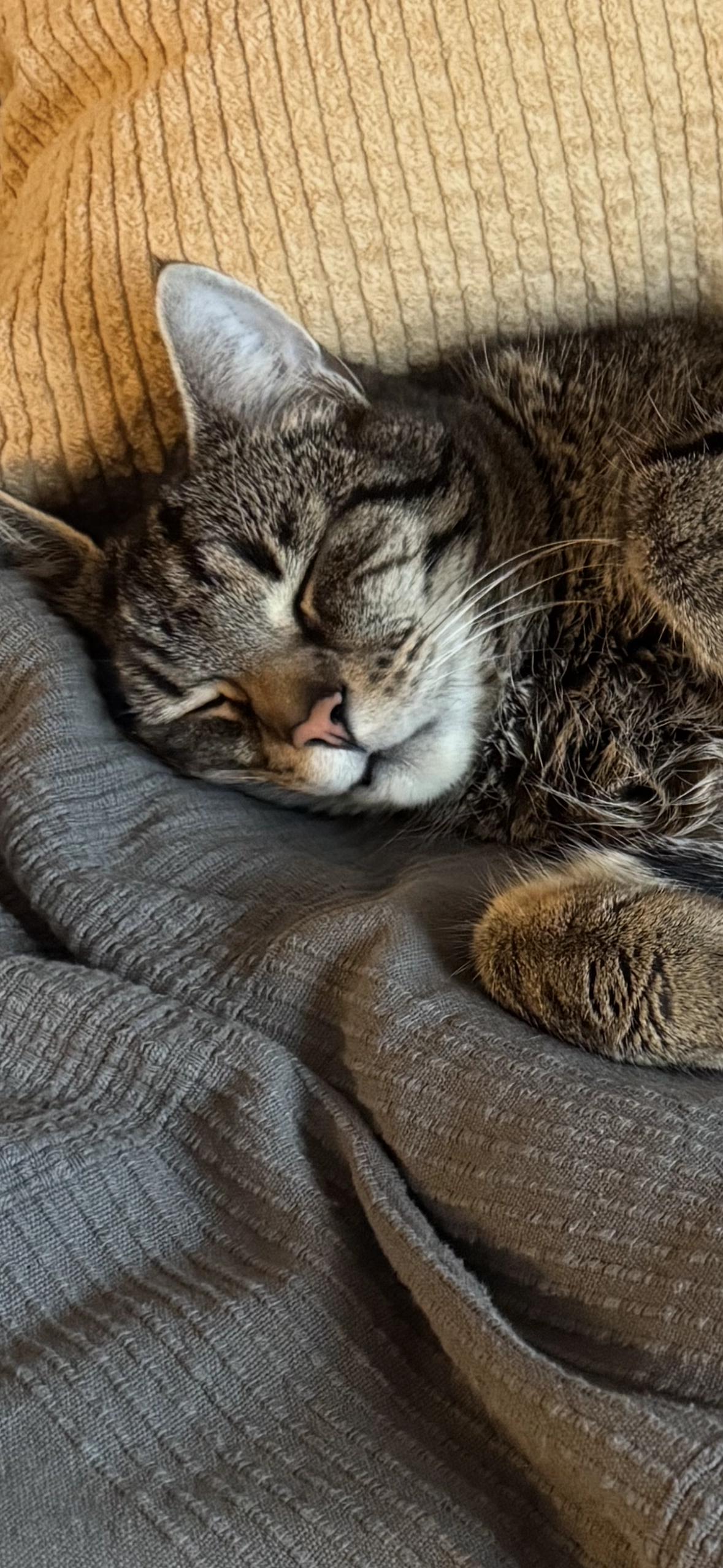 Leo Walter - N992, Woldendorp