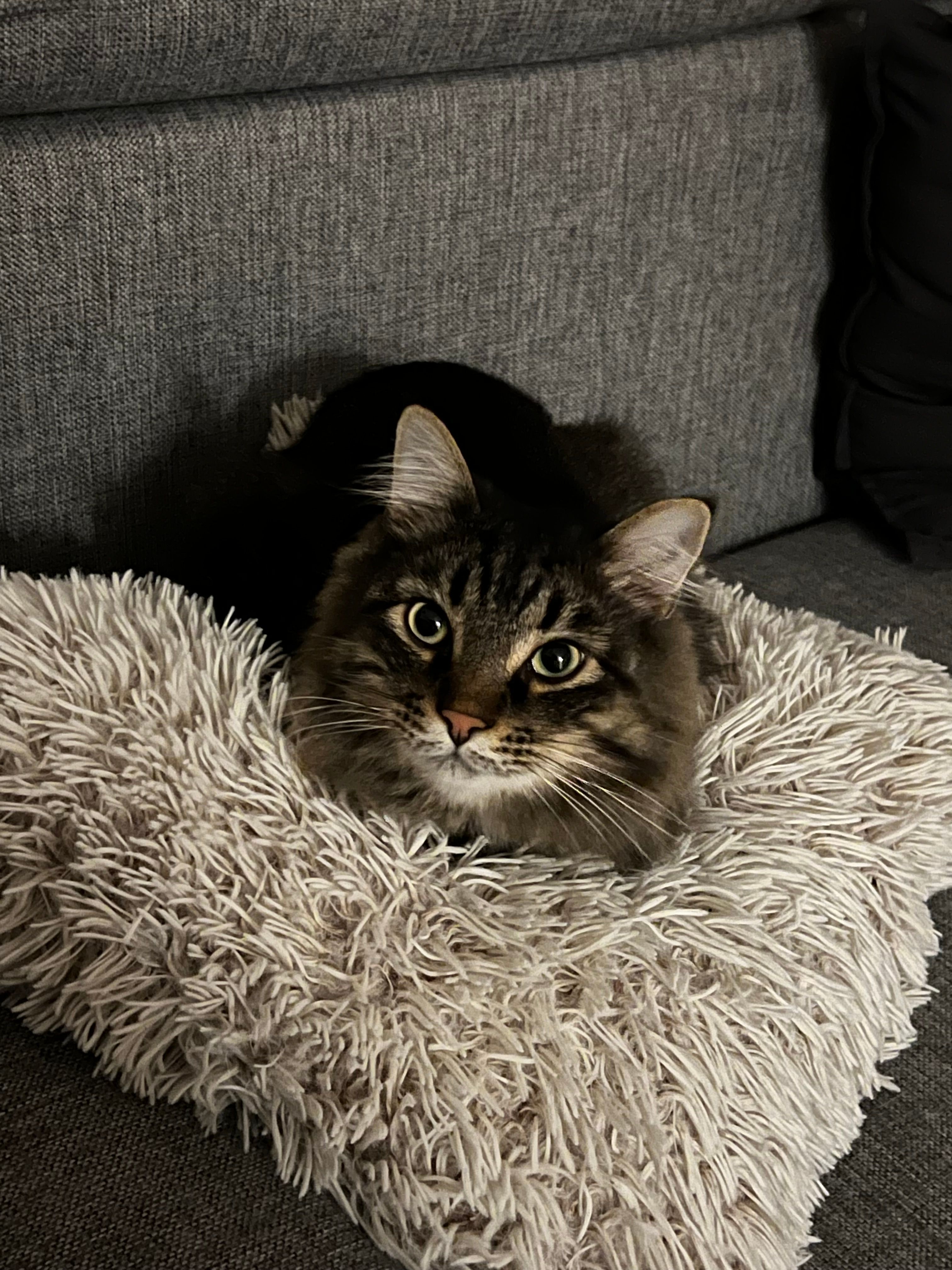 Khabib - Aleja Rzeczypospolitej 33A, Warszawa