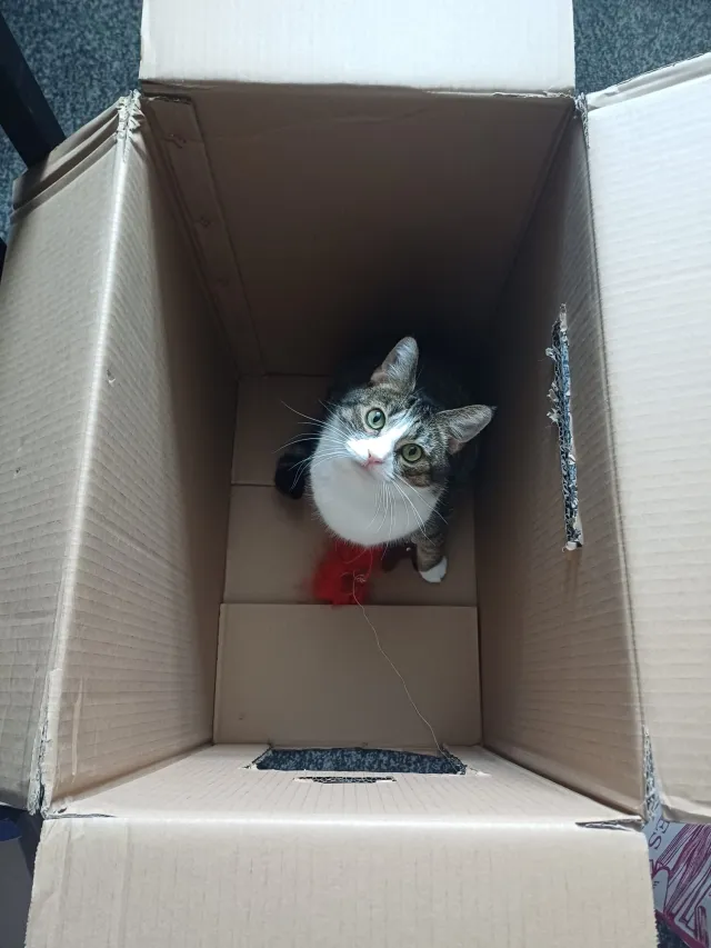 Lilou - AL8 6, Welwyn Garden City