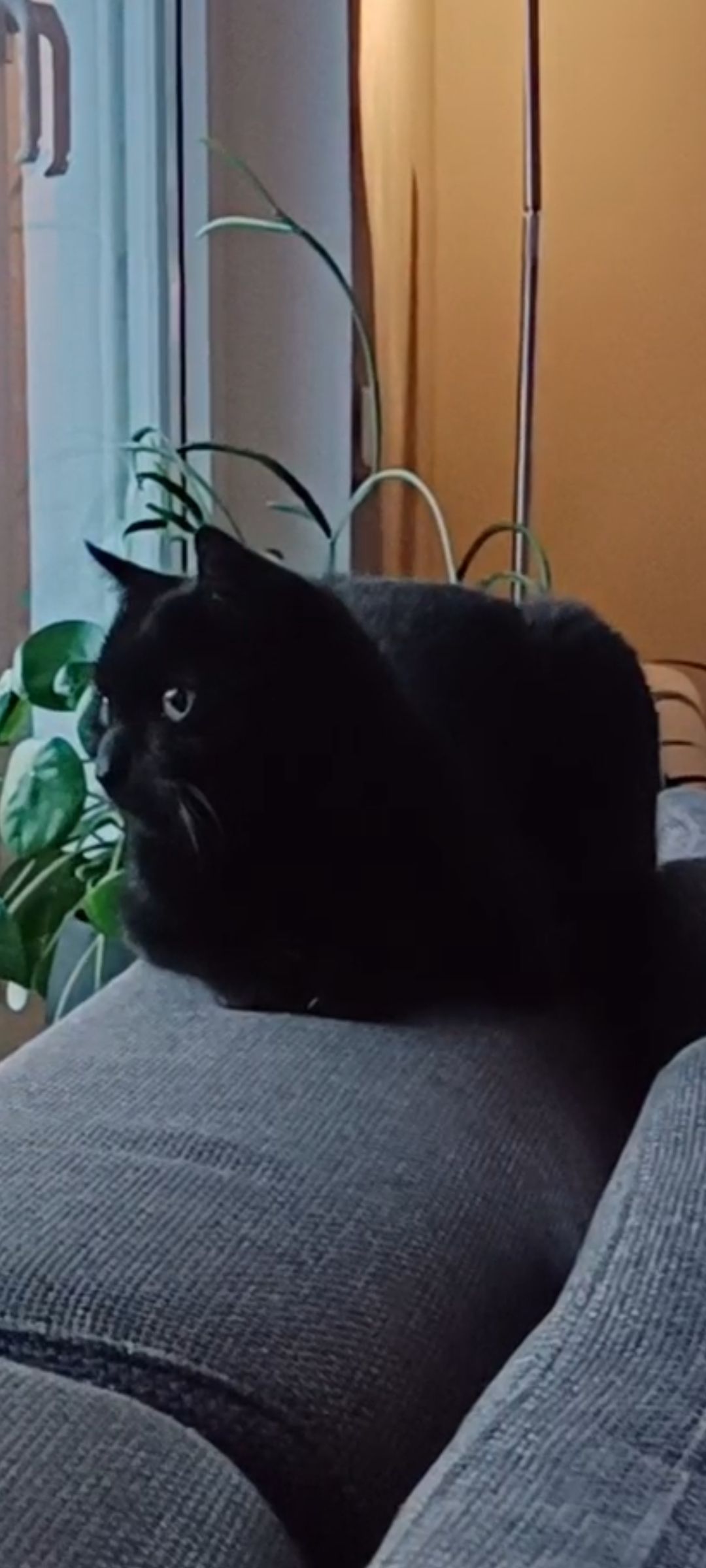 Missing Cat - Wittenkamp, Neuenhaus