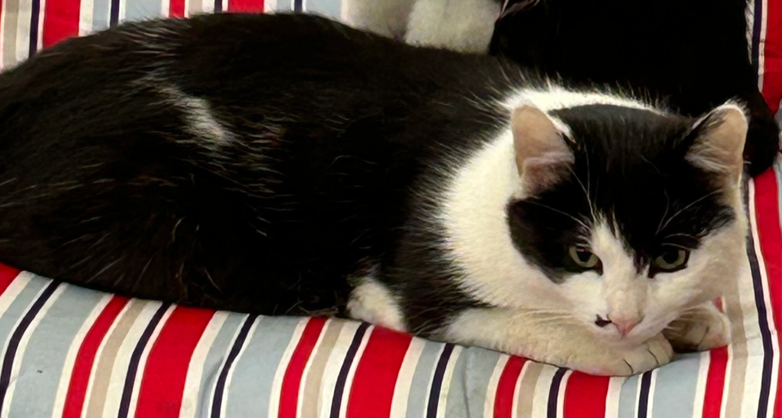 Flecki - Mooshöfe 1, Rinn