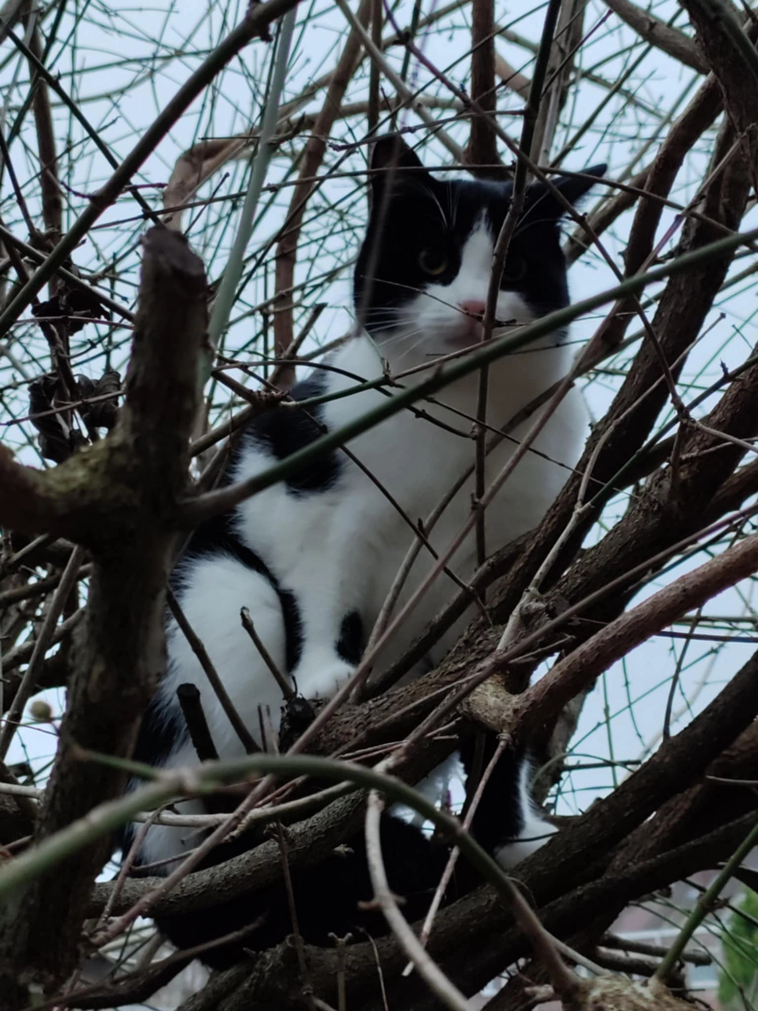 Shipak - Jacob van Arteveldestraat, Gent