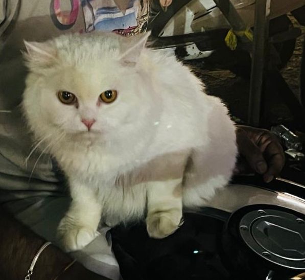 Snowy  - Narhe Industrial Estate Road, Pune