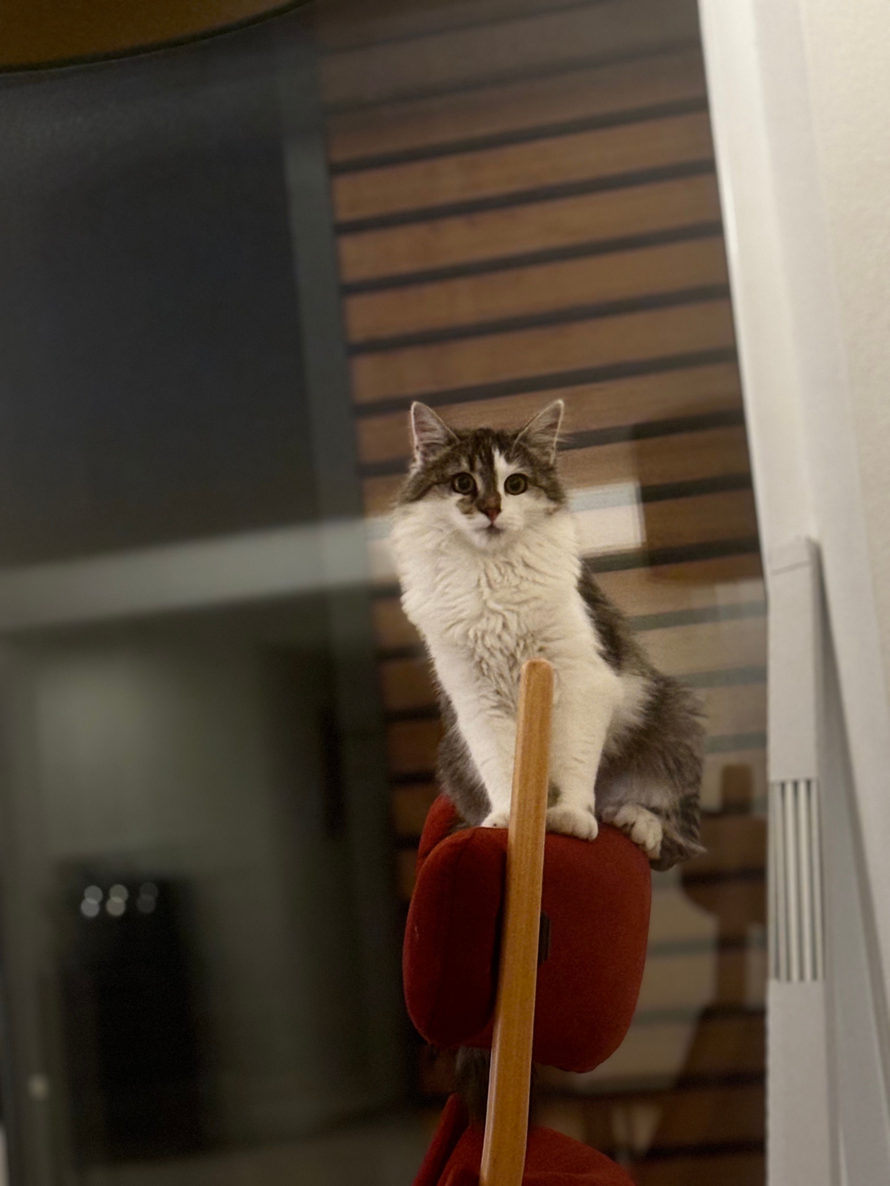 Lisbeth - Westendorfer Straße, Germaringen