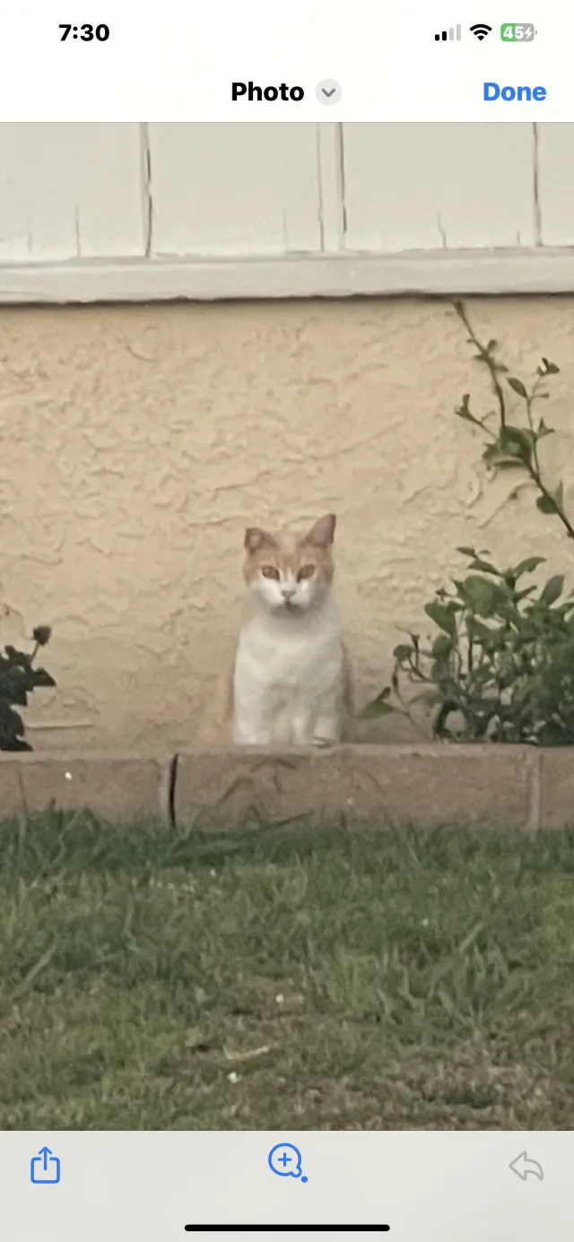 Mowgli - 5644 Downey Ave, Lakewood