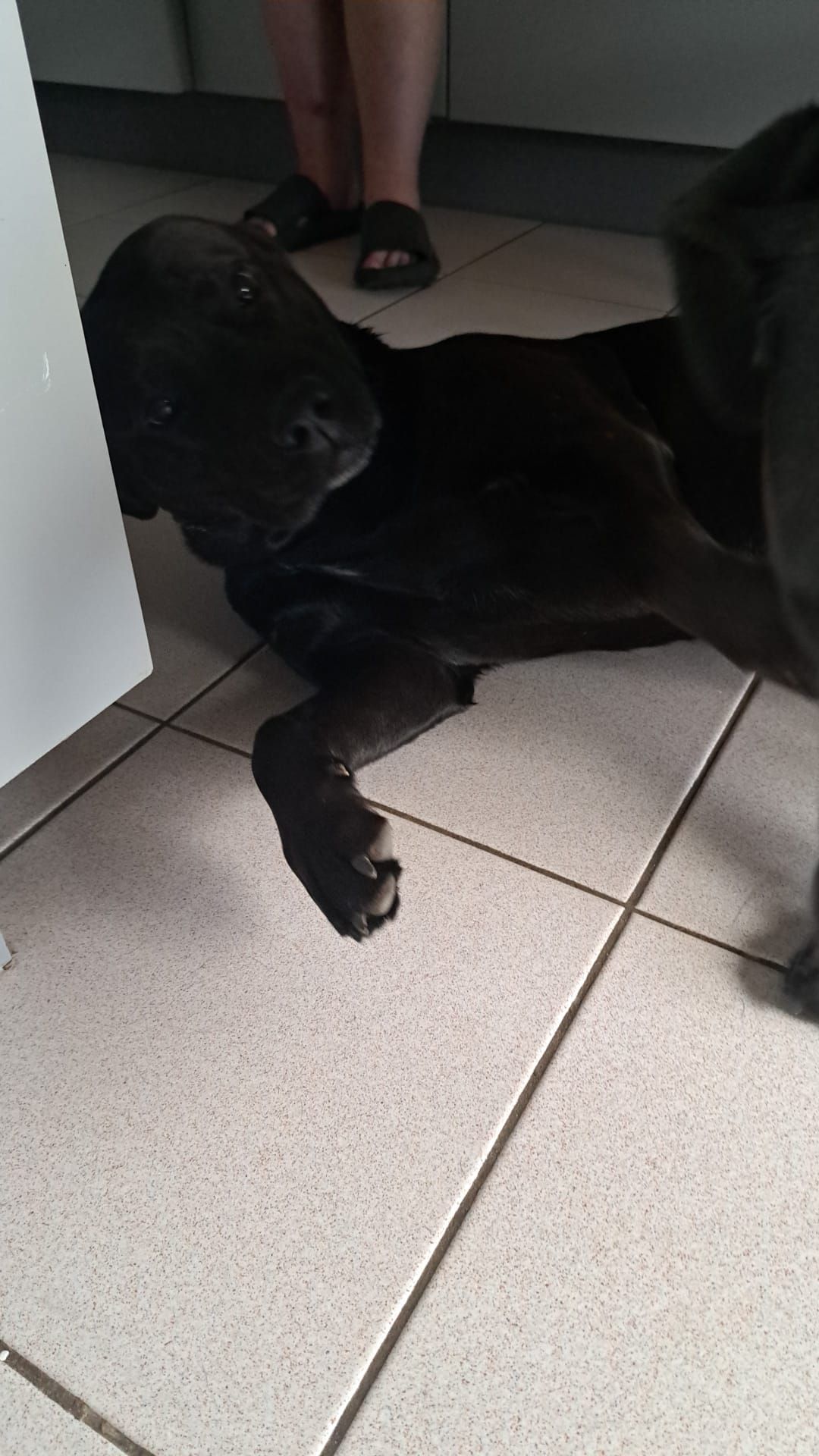 Spartacus - Ninovesteenweg, Aalst