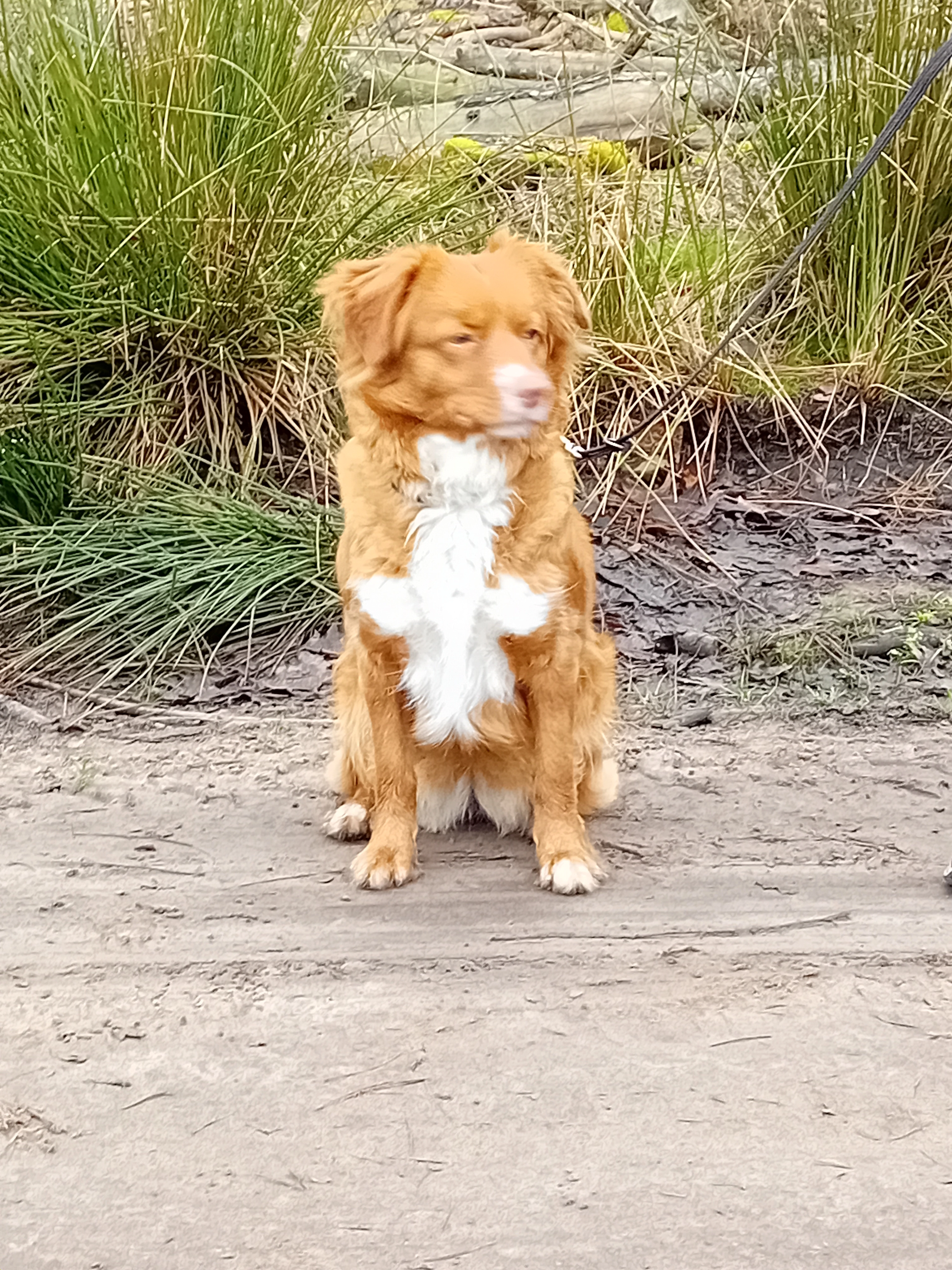 Roxy  - Vestdijk, Middelbeers