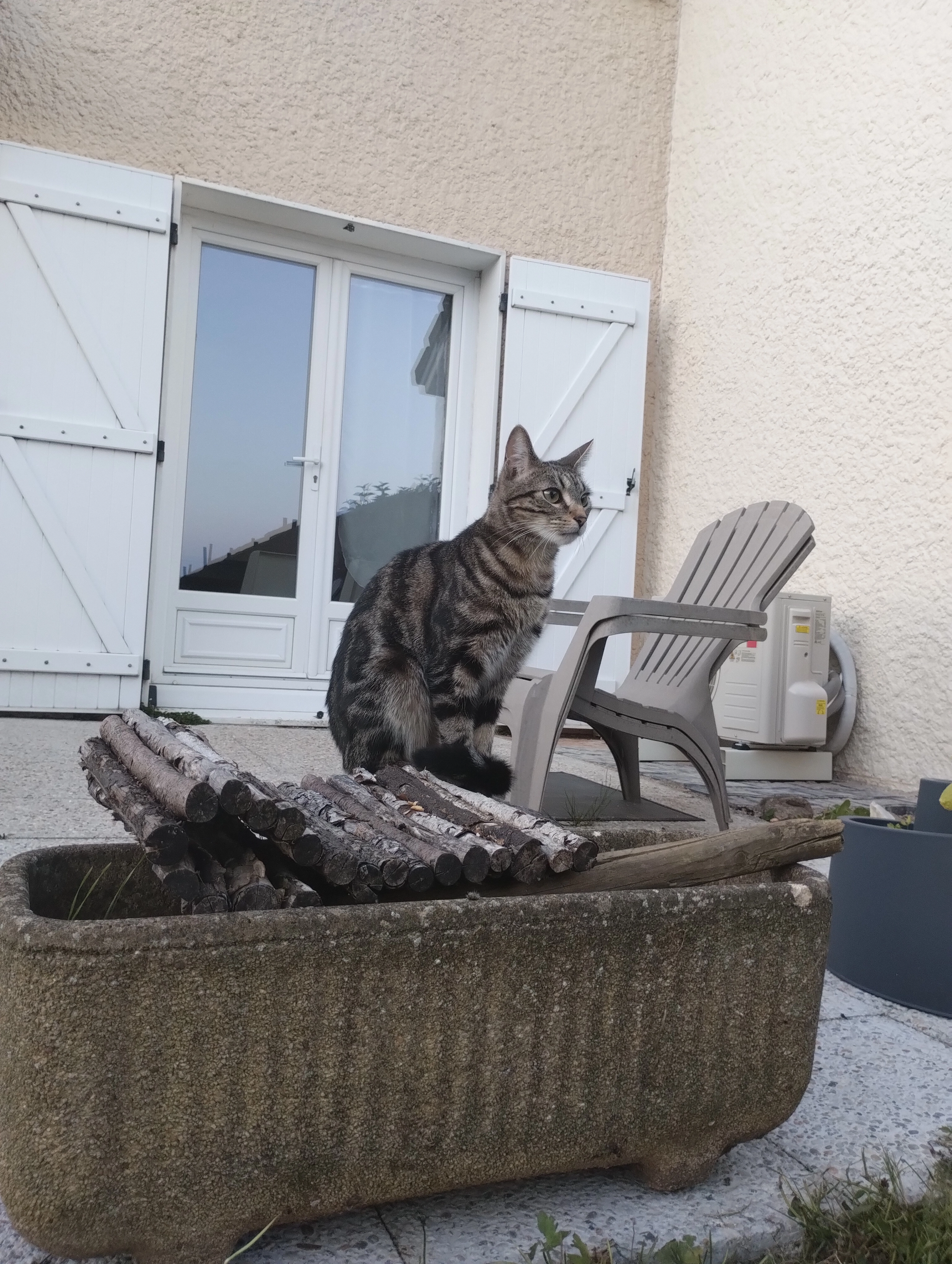 Yucca  - Hameau des Loges, Marly-la-Ville