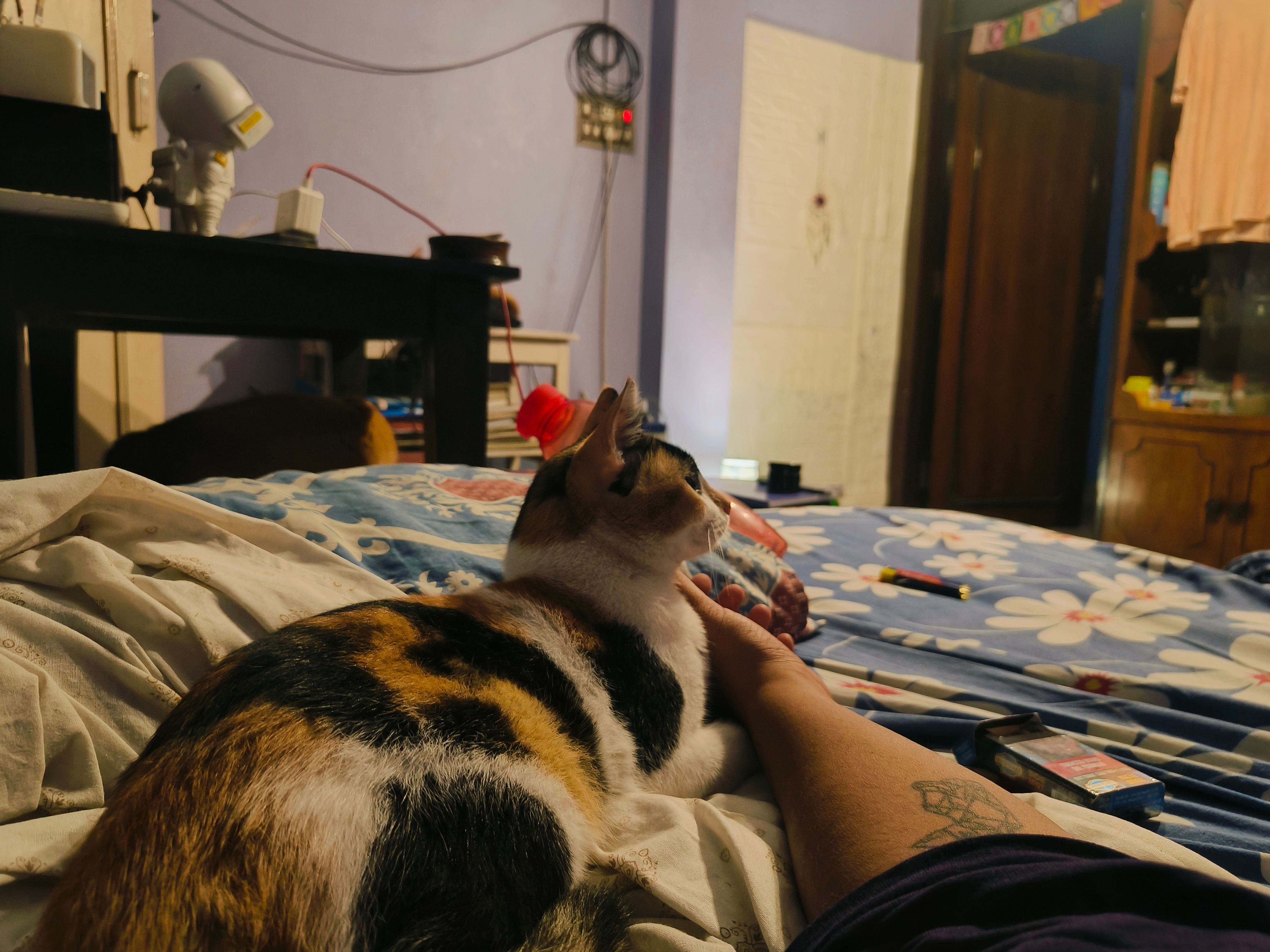 Chingri - Lake Gardens Flyover, Kolkata