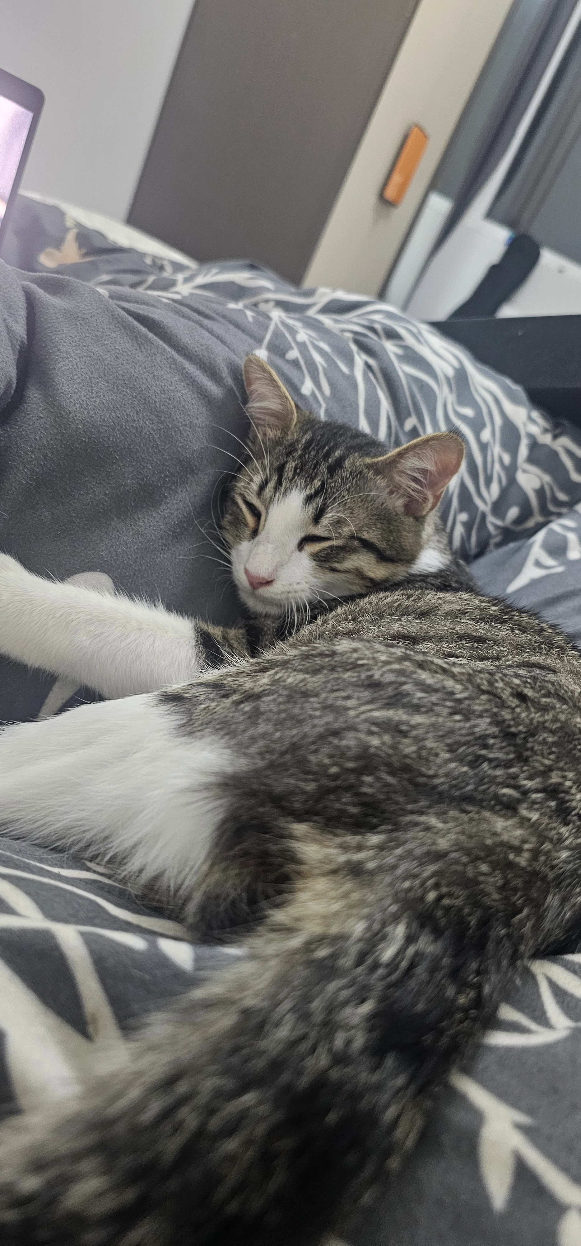 Ash - Dolabauri, Tbilisi