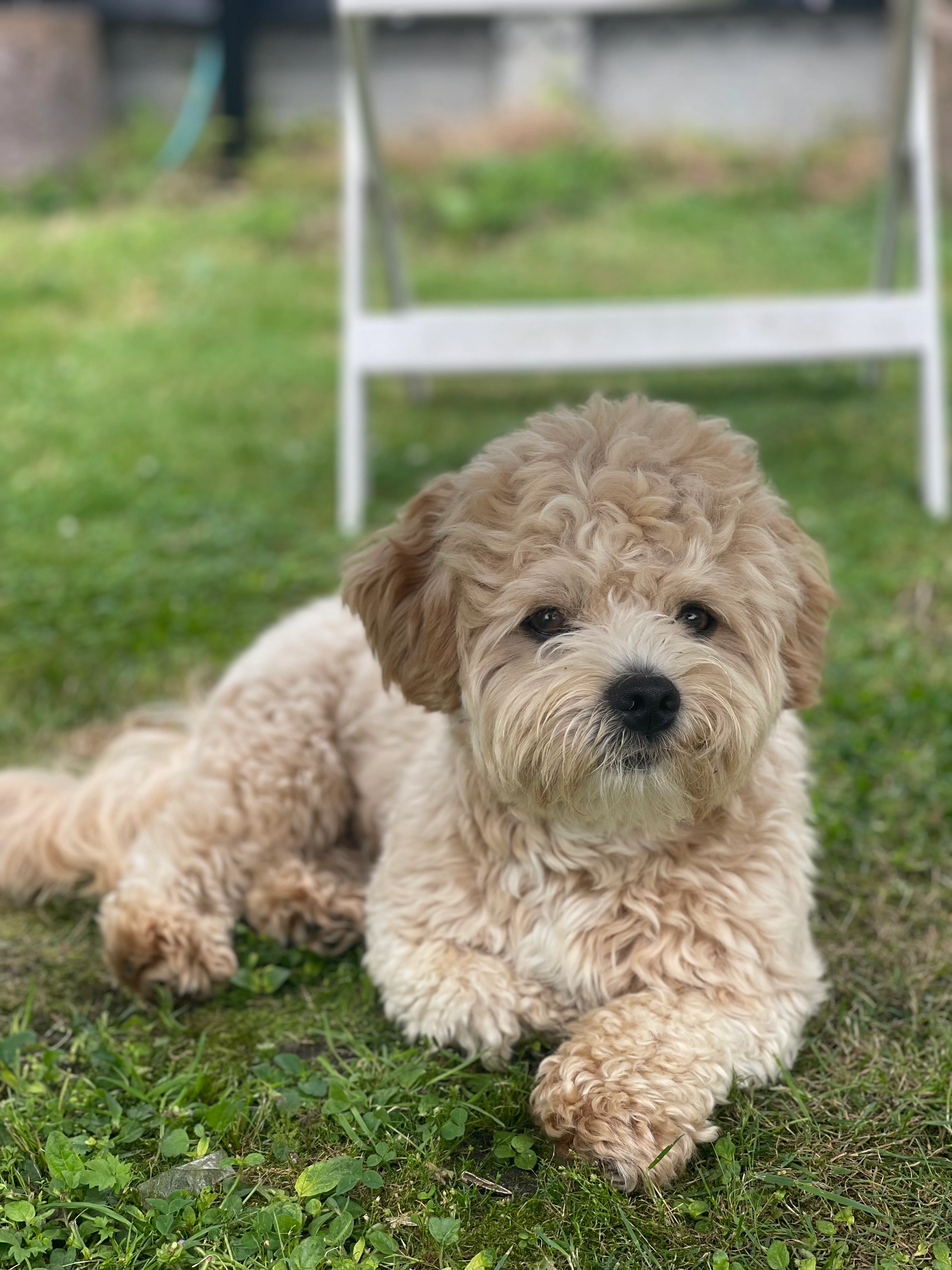 Thimo - Boogstraat 6, Merksplas