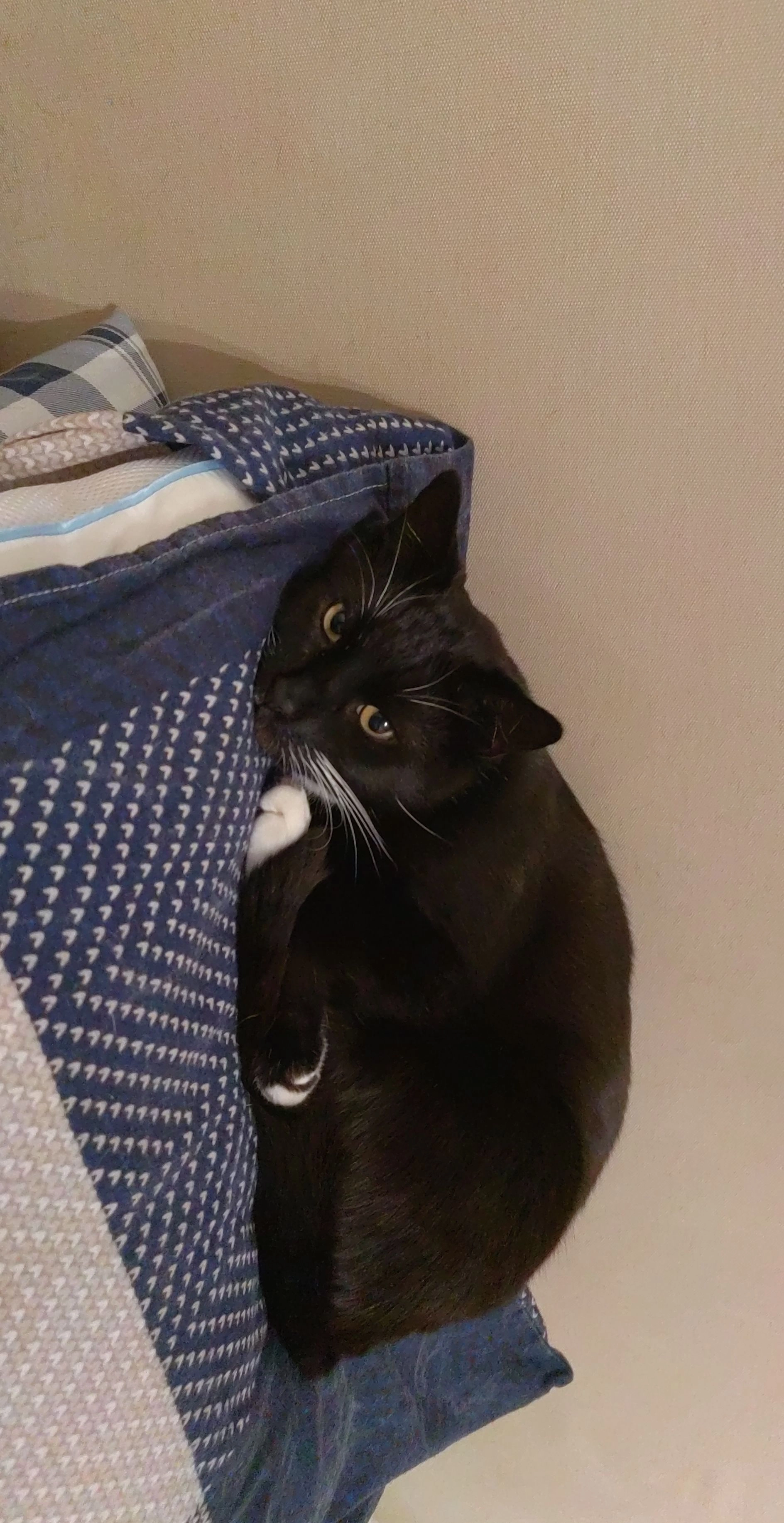 Sensei - Puitvoetstraat, Sint-Niklaas