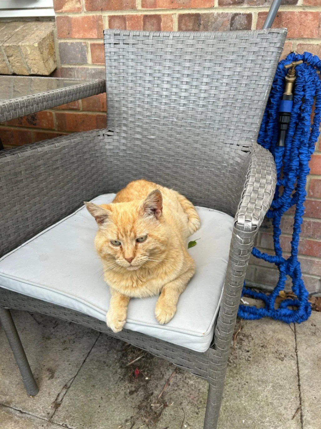 Ginger - Wallisdown Road, Bournemouth