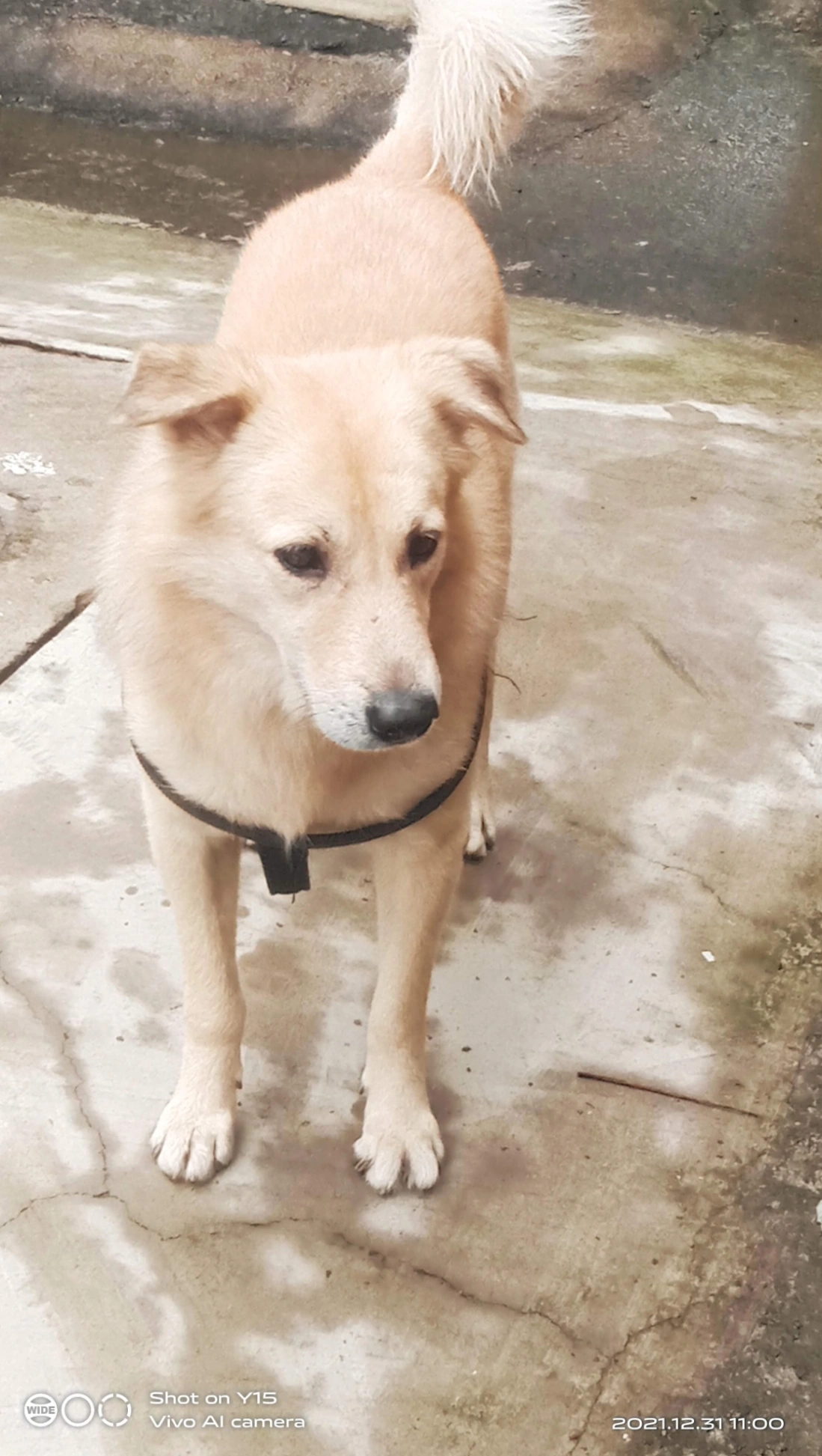 Soorie - Sarojini 1st cross street, Darga Road subway , Zamin Pallavaram