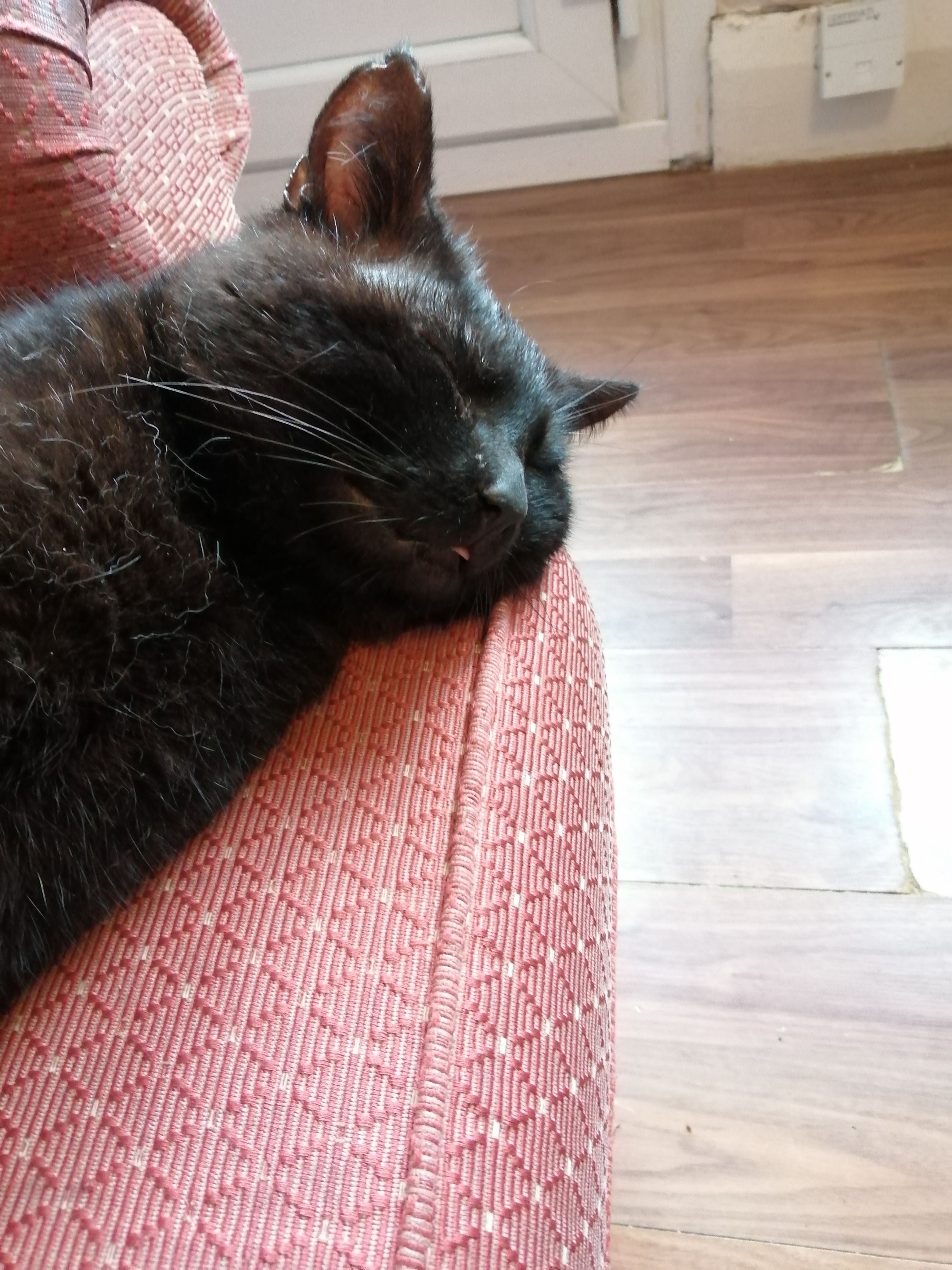 Leo - Norwich Road, Lowestoft