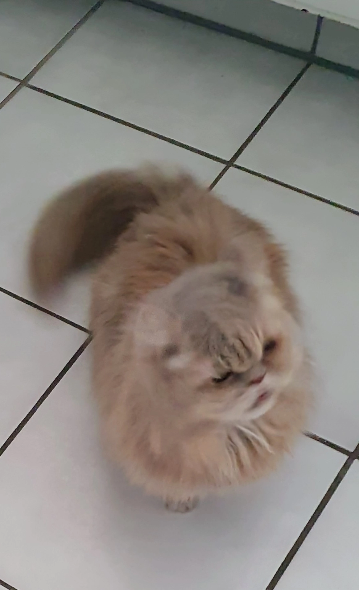 Bella - Straßen, Bergisch Gladbach