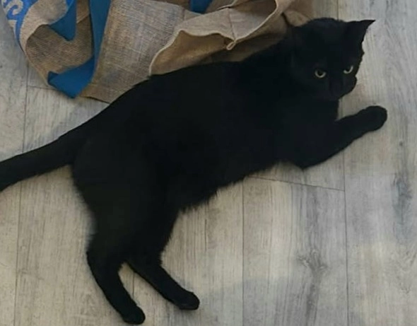 Billie - Rue de Roussel, Cholet