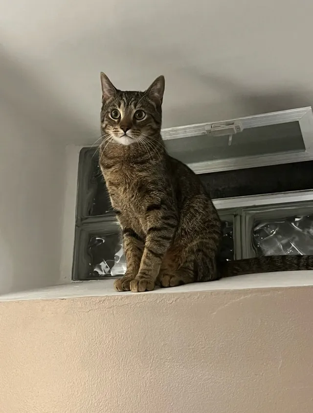 Simba - 7000 Yinger Ave, Dearborn