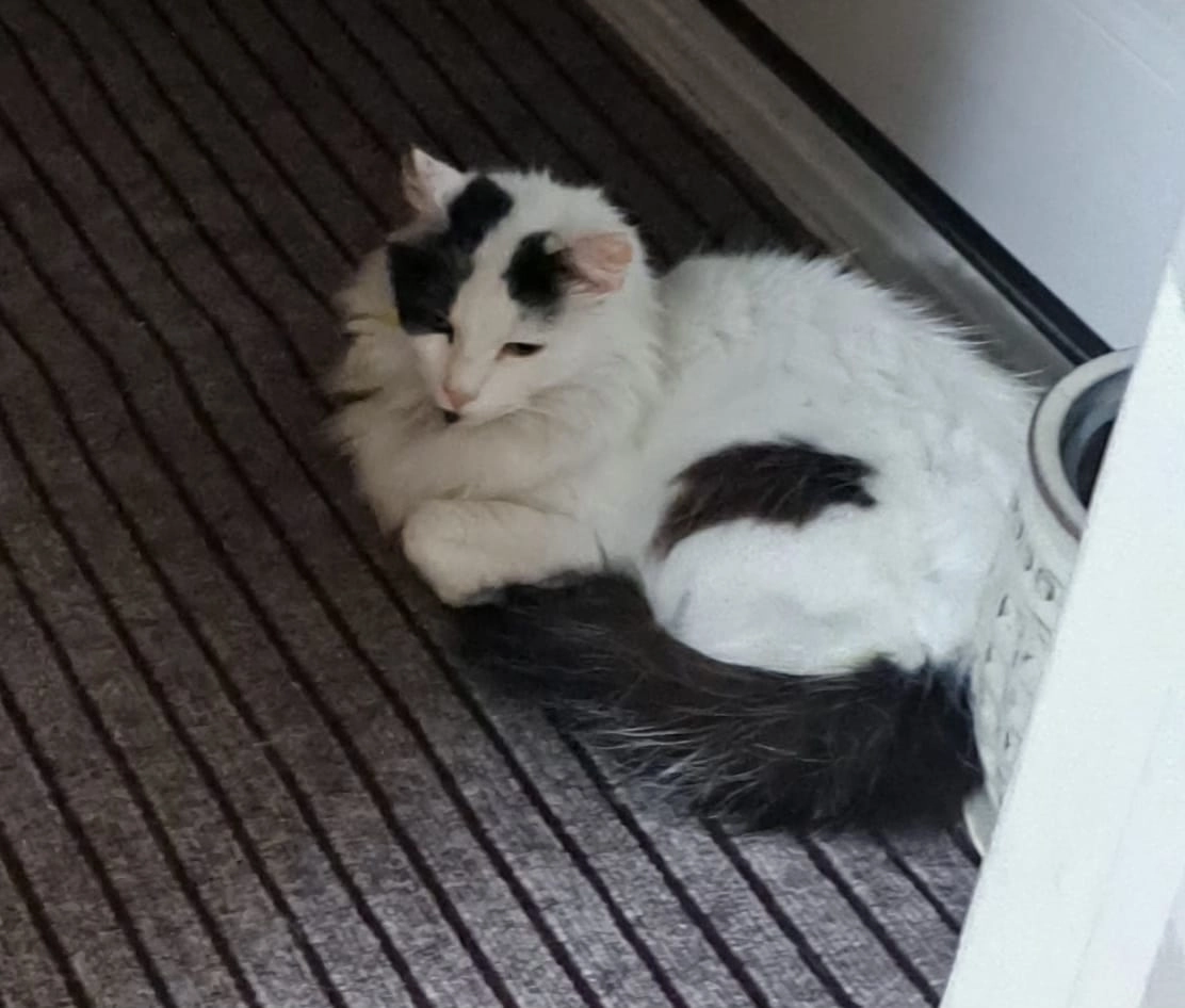 Milo - Lockyers Drive, Ferndown