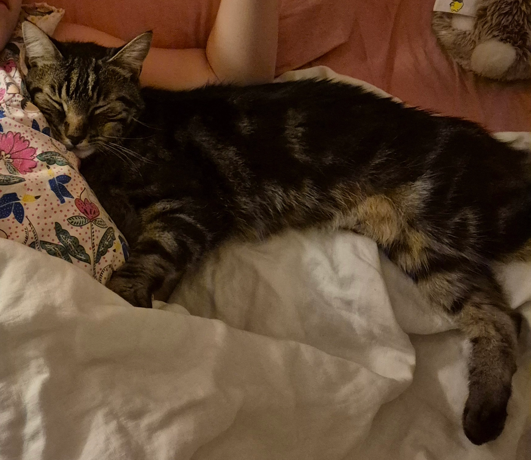 Tigrou - Avenue de la Libération, Nancy