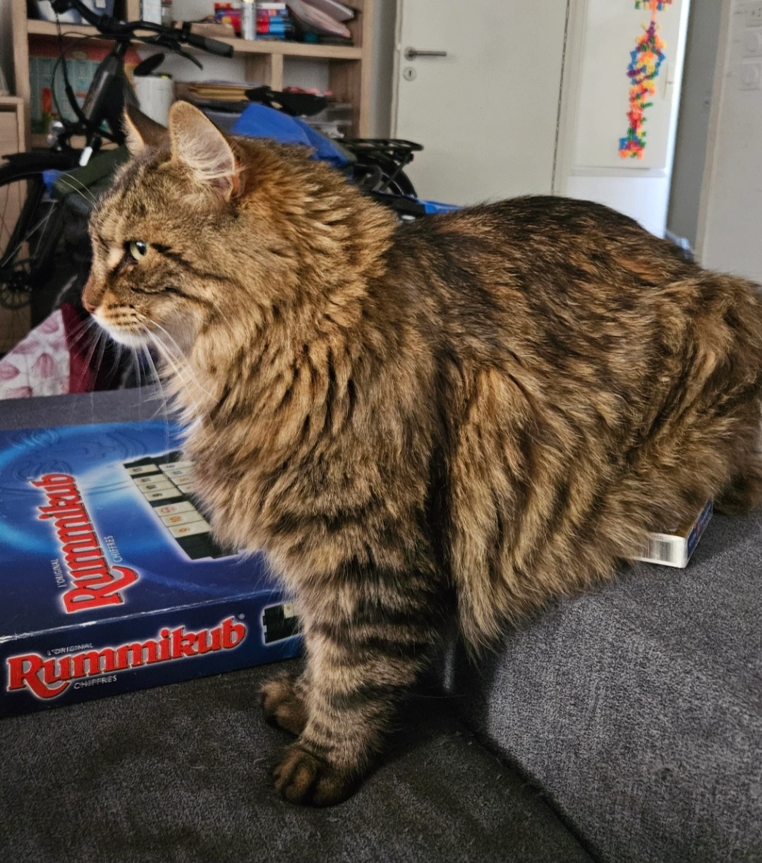 Khéops - Rue Watson, Argelès-sur-Mer