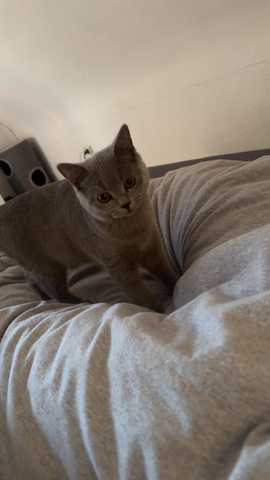 Smoky - Harksheider Weg, Quickborn