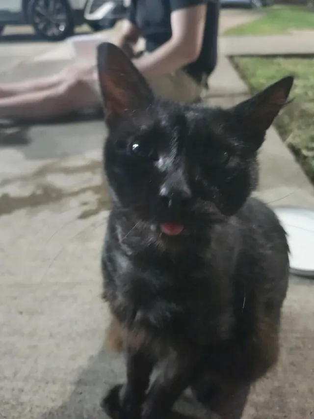 Blep - East Tyler Street, Brownsville