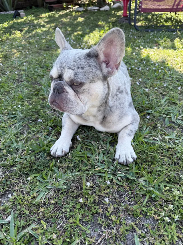 Jack  - 1864 NE 51st Ct, Pompano Beach