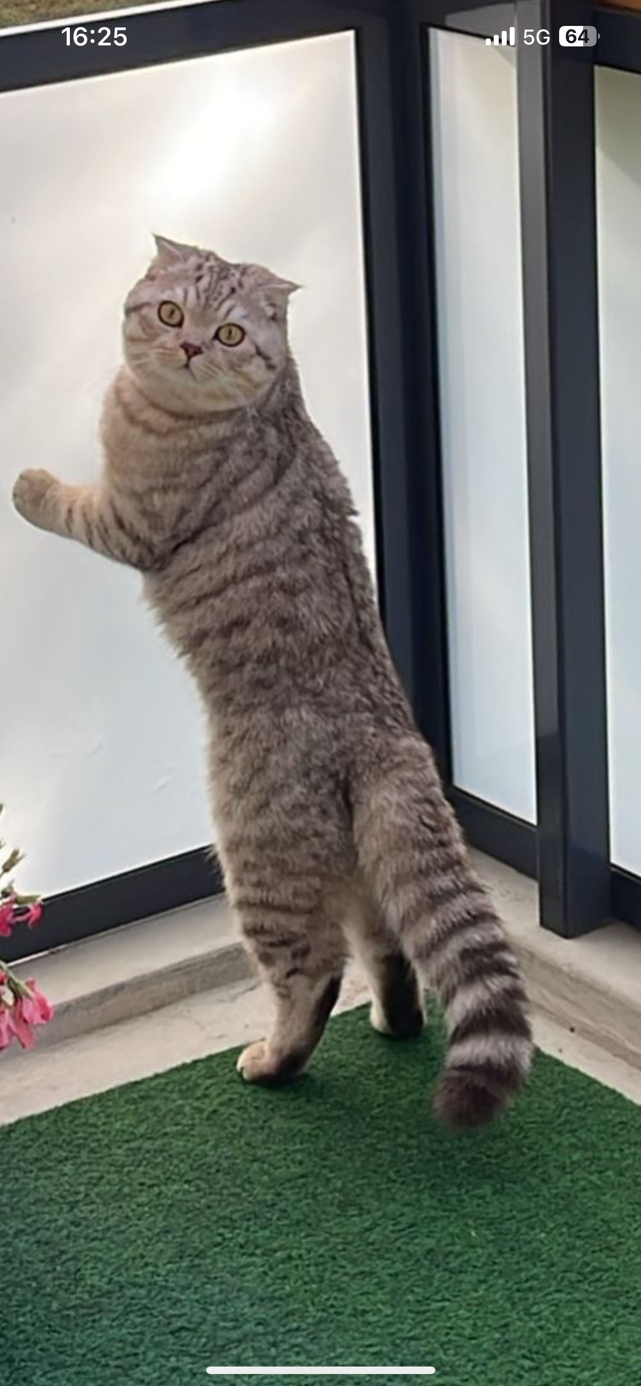 Mima  - Warschauer Straße, Weimar