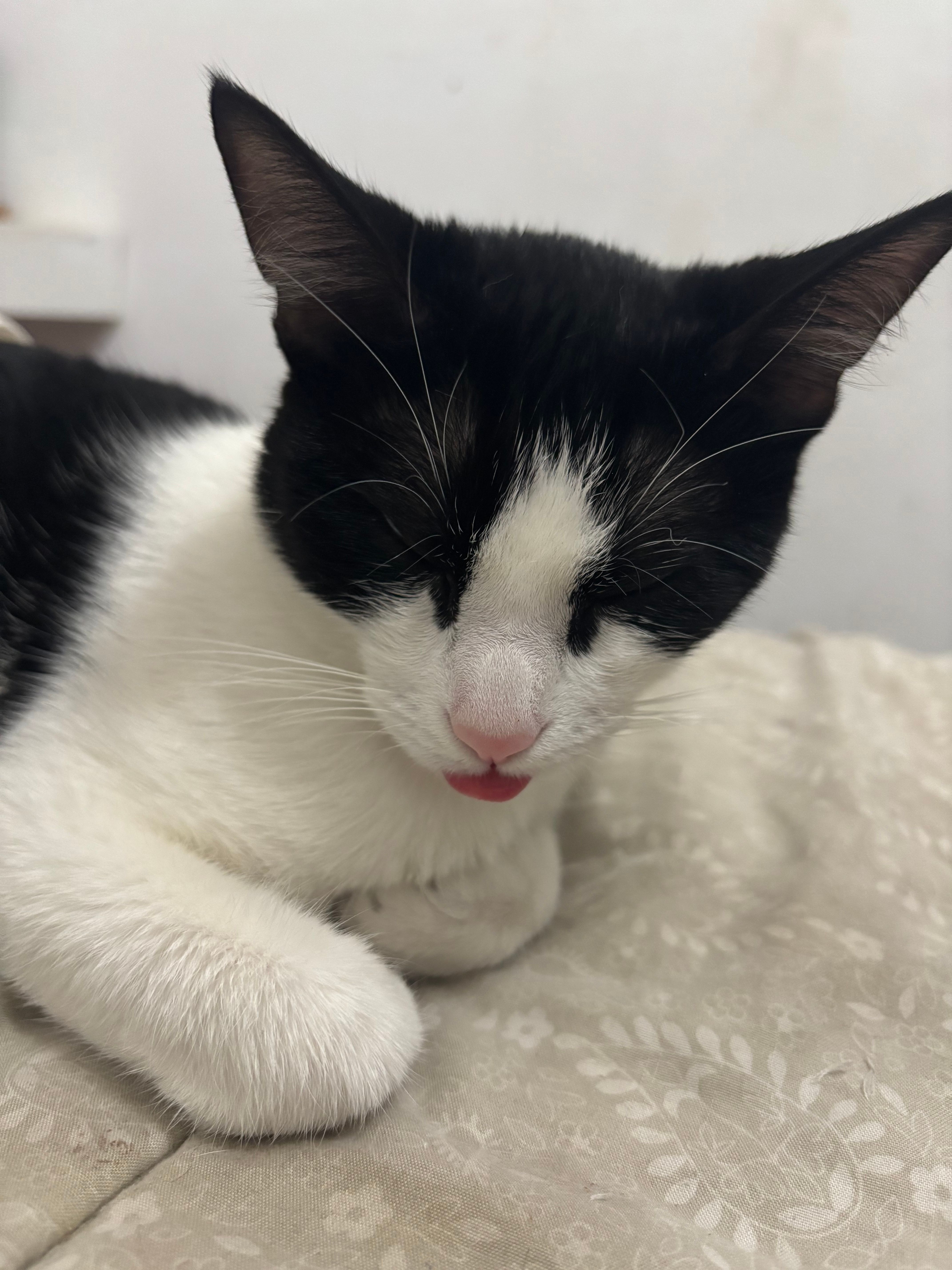 Mia - Calle Cronista Eduardo Ruiz Ayúcar, Ávila