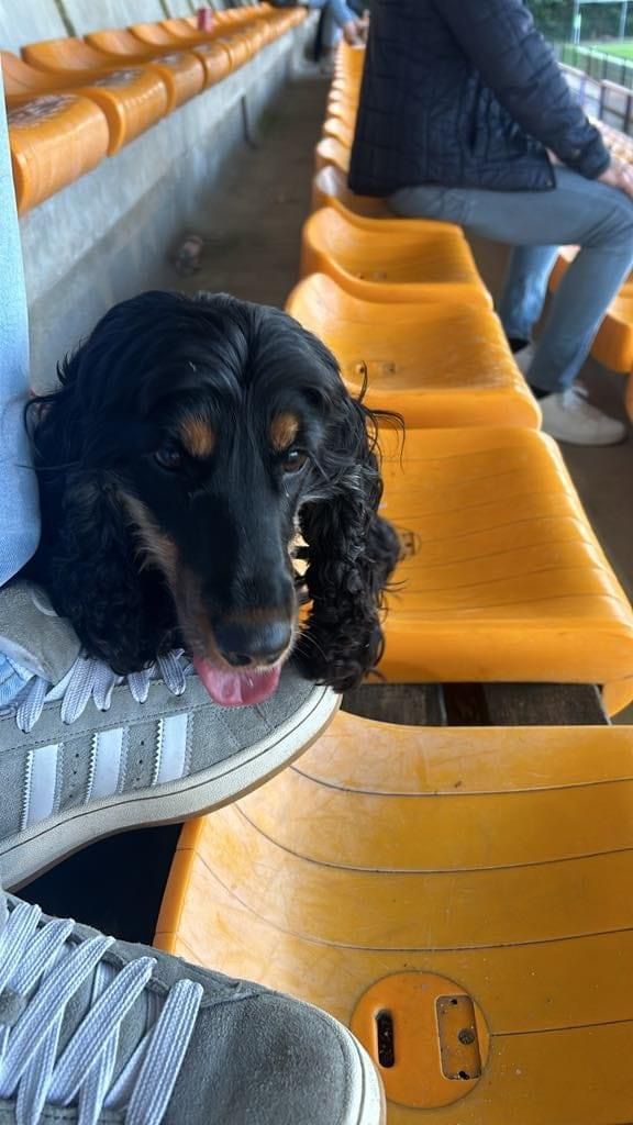 Mona - Houtzagerijstraat, Wevelgem