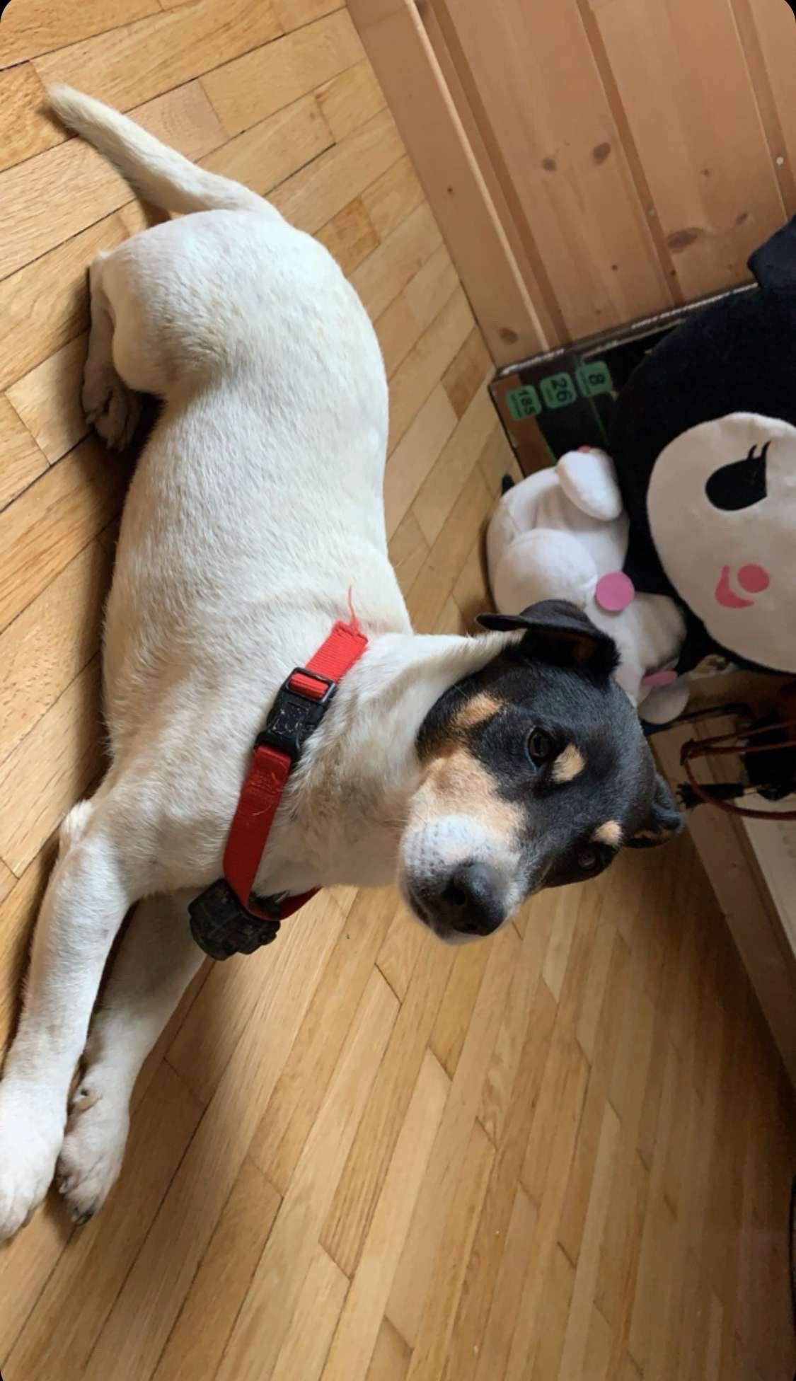 Jack - 311 Rue de la Brizarde, Ruffey-sur-Seille