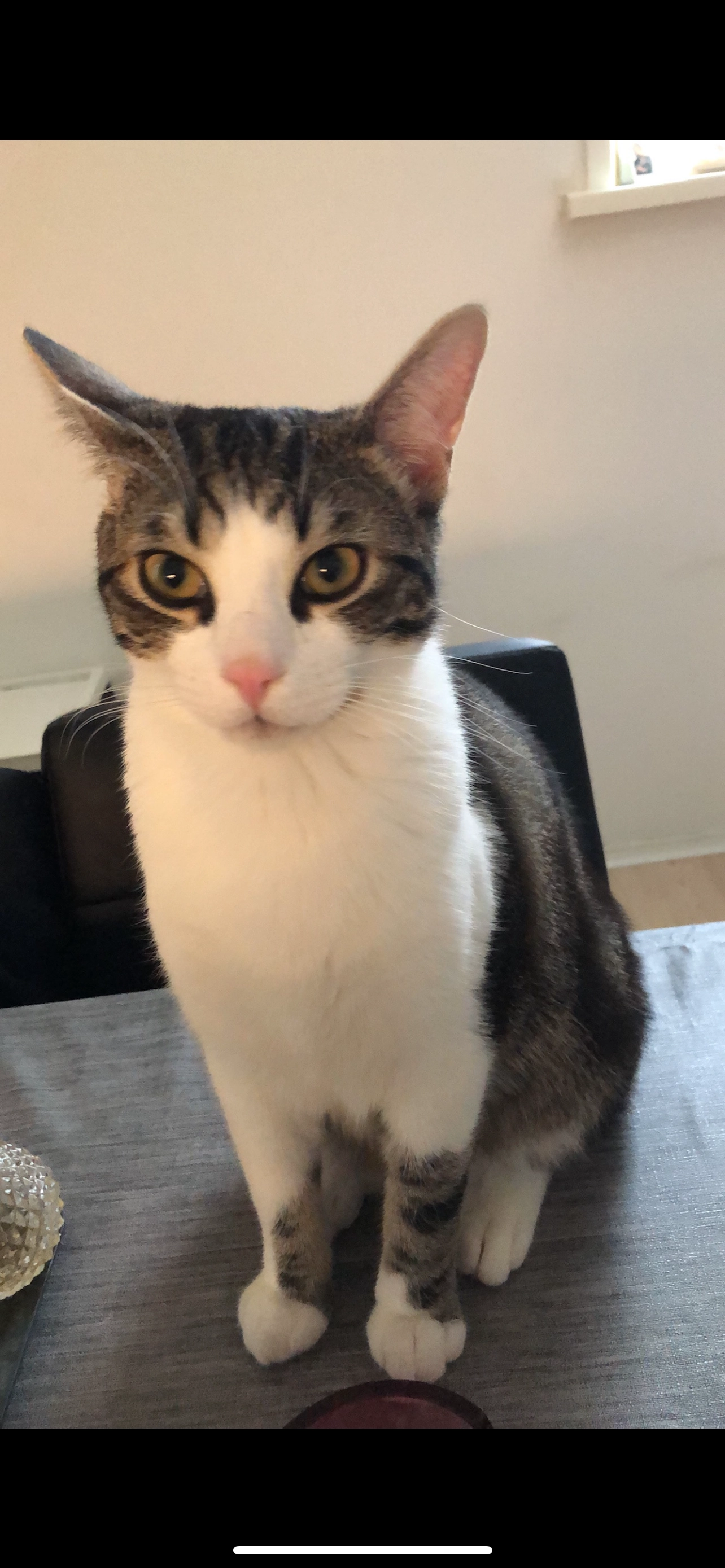 Binky - Puttingstraat, Sint Jansteen