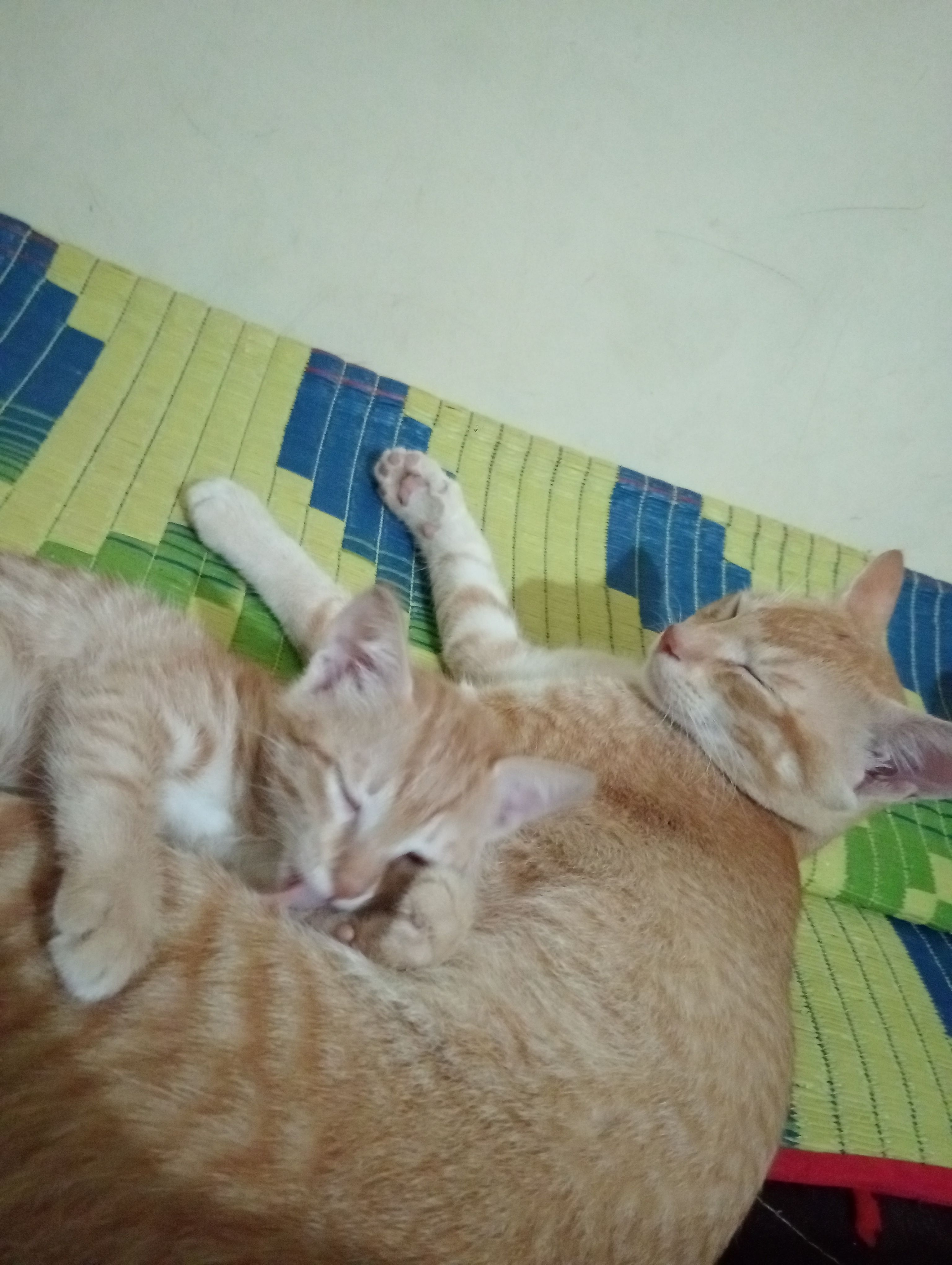 Chiku  - Shivsai Colony Road No 2, Dighi