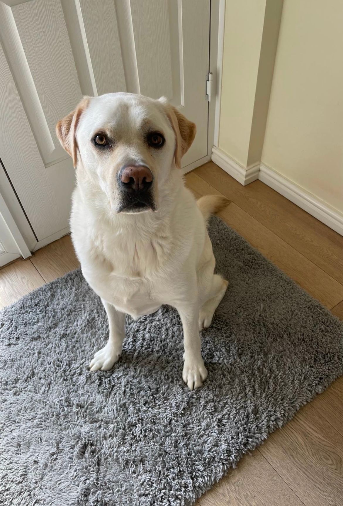 Noah - Sandalwood, Bolton