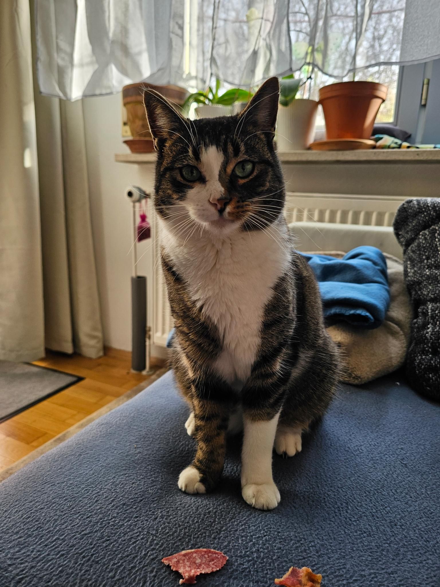 Balu - Zum Lindenhof, Klipphausen